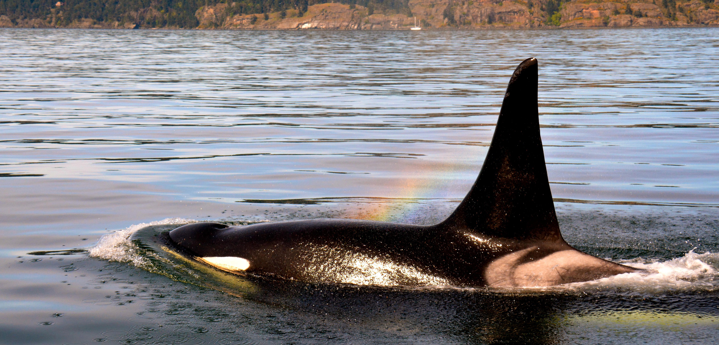 A southern resident killer whale in the Salish Sea