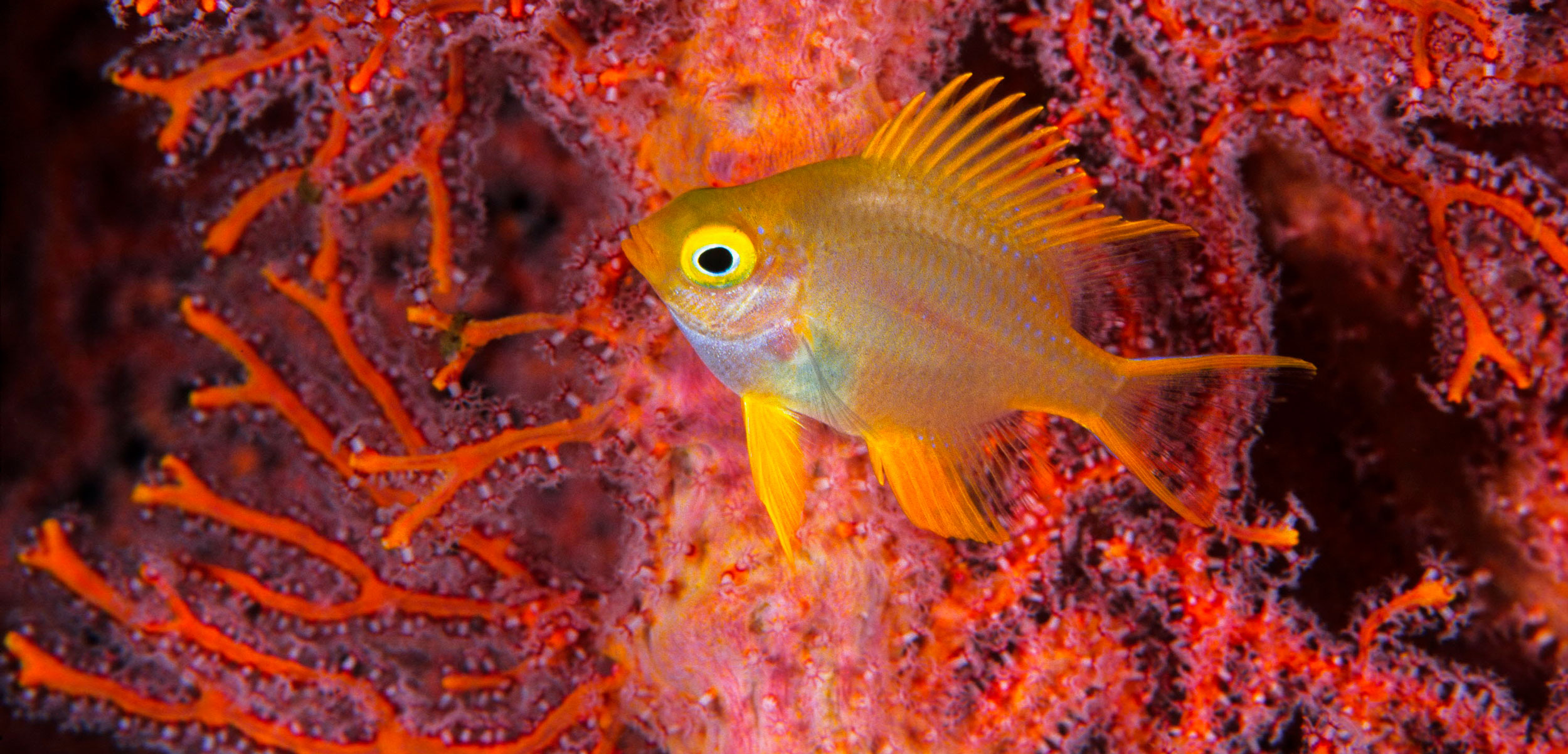 Golden Damselfish (Amblyglyphidodon aureus) in coral