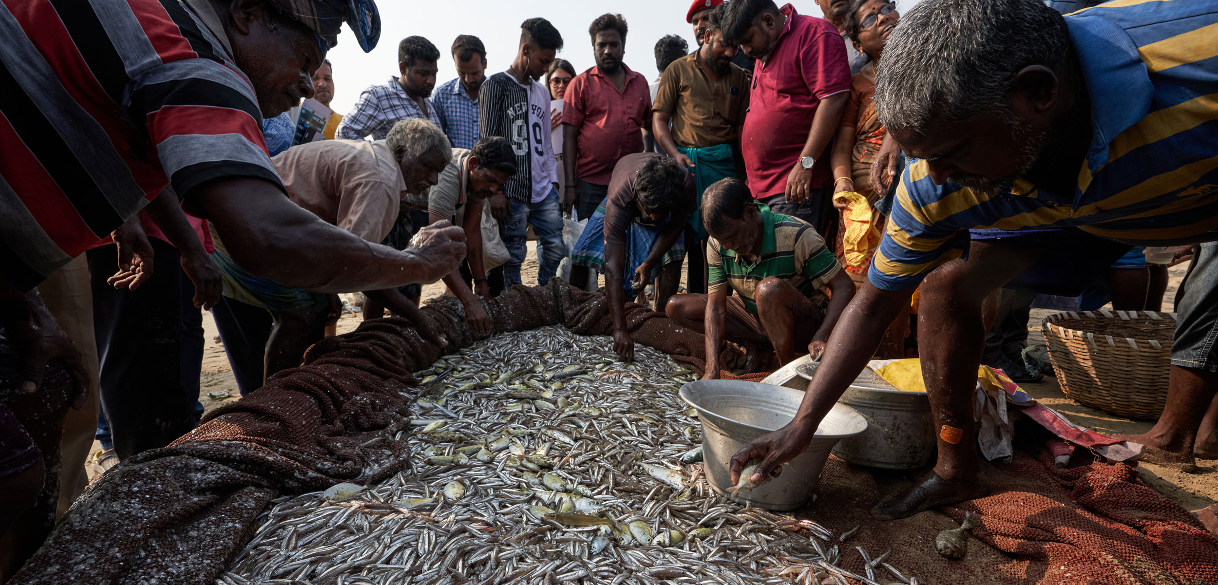 fishers sorting fish in Chennai, India