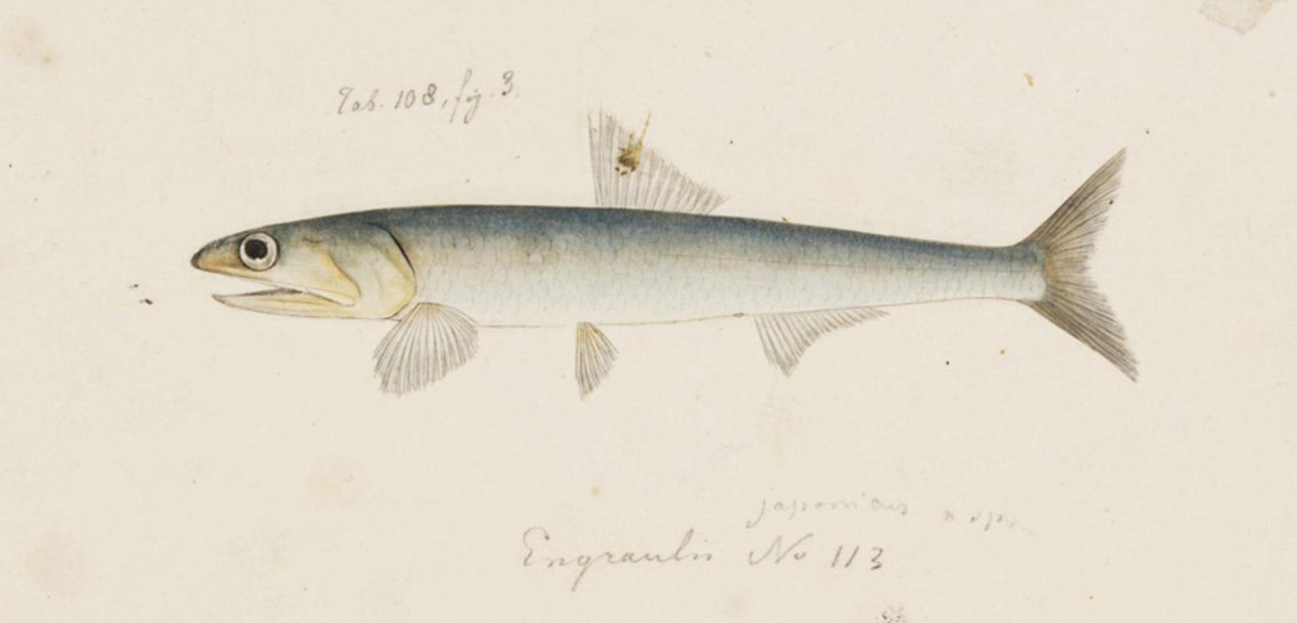 A portrait of a Japanese anchovy by Japanese artist Kawahara Keiga from the 1820s