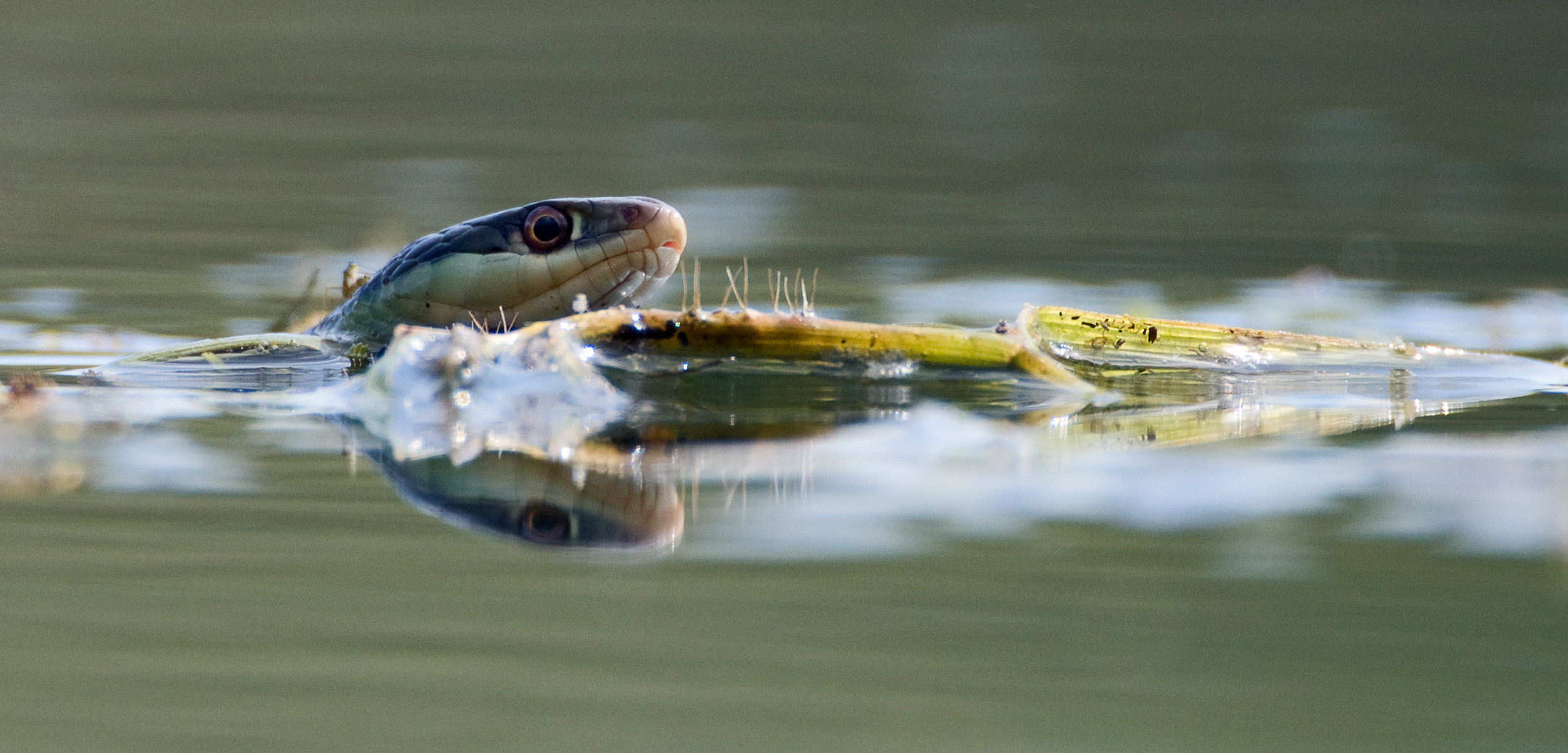 Yes, garter snakes can swim. Photo by Marcel van Kammen/NiS/Minden Pictures