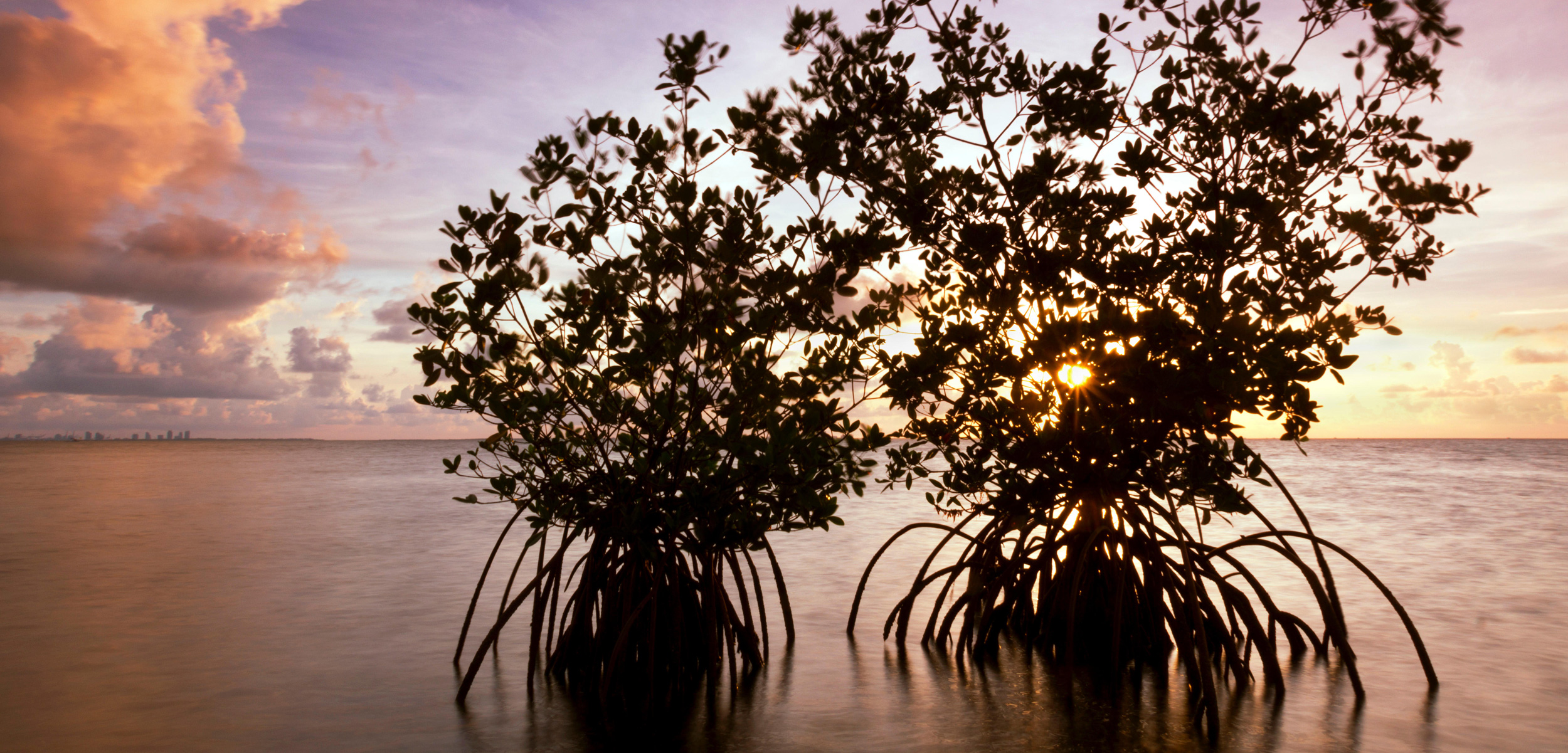 Mangroves are spreading throughout coastal Florida—and that’s not necessarily a good thing. Photo by Constance Mier/Alamy Stock Photo
