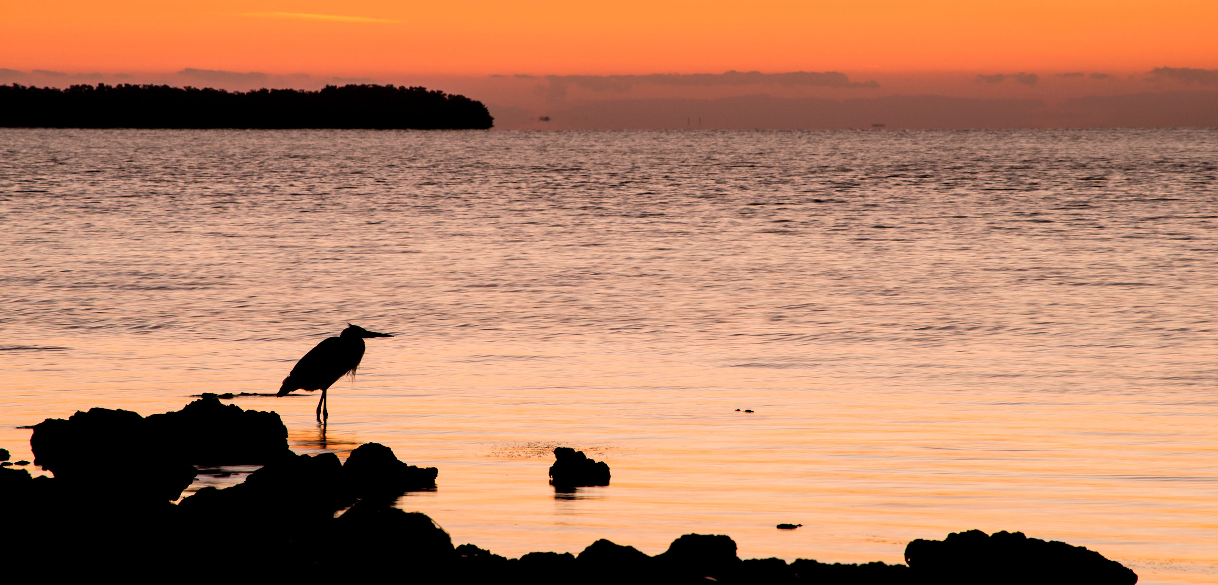 egret silhouette