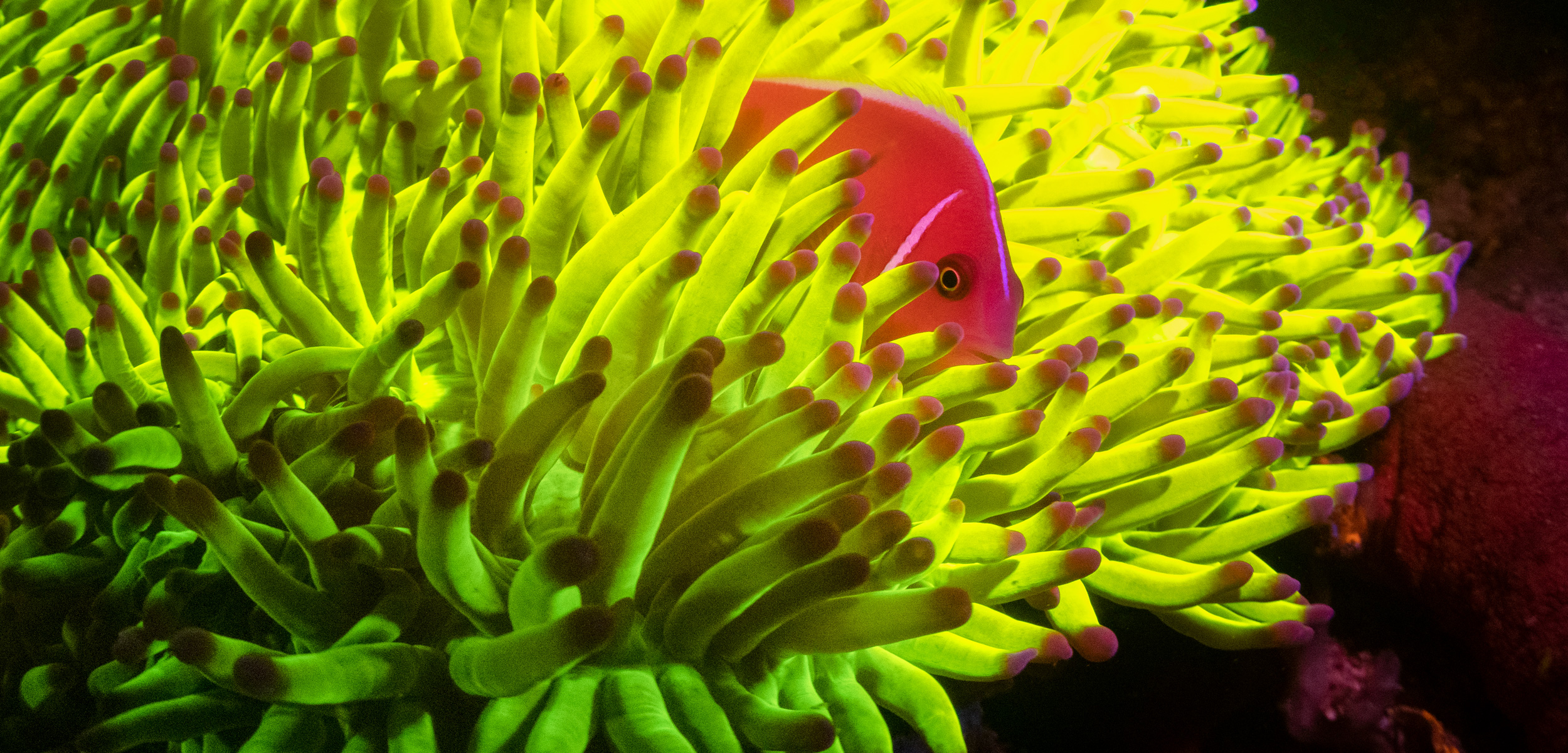 fluorescent photo of pink anemonefish