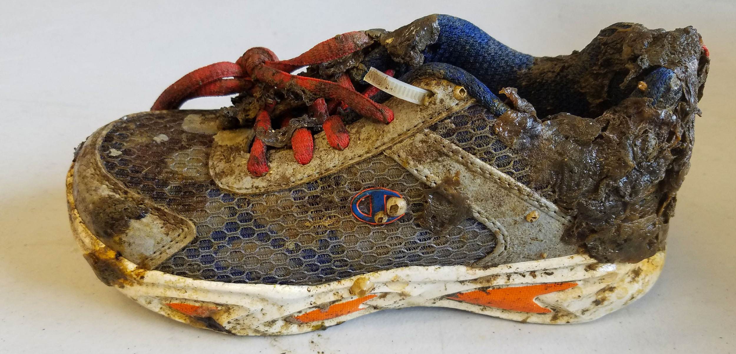 sneaker with barnacles on it
