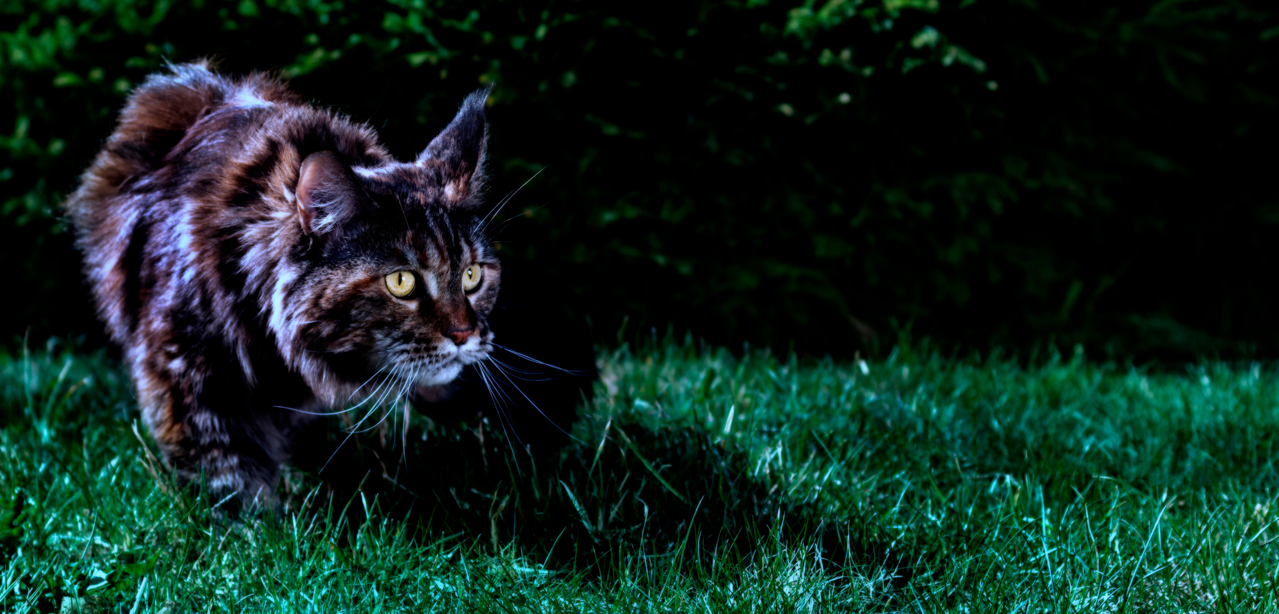 It's 10 PM. Do You Know Where Your Cat Is? | Hakai Magazine