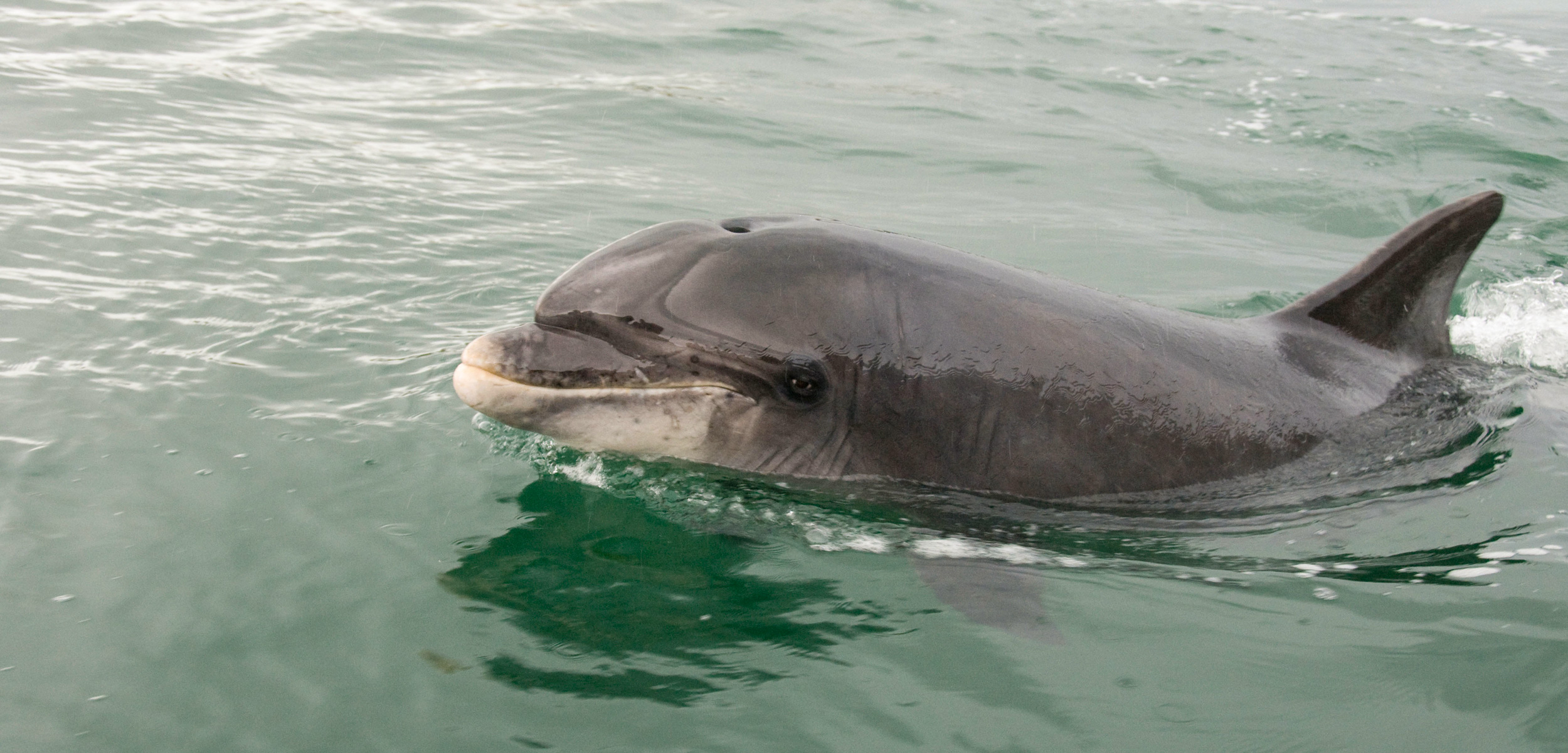 Fungie the dolphin in Dinlge Bay, Ireland