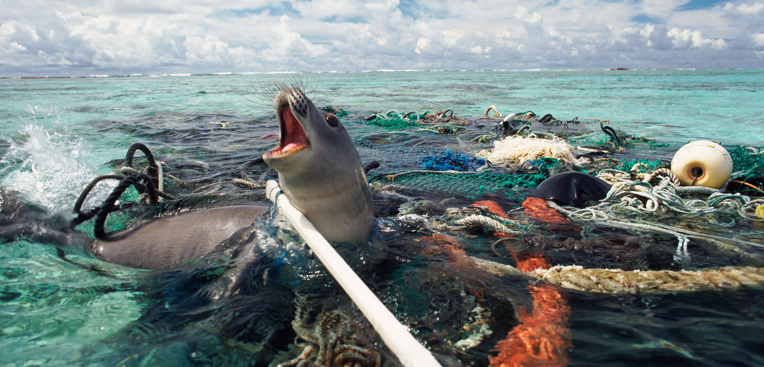After snapping this photo in the Kure Atoll in the Pacific, the photographer freed this monk seal caught in abandoned fishing tackle. Photo by Michael Pitts/naturepl.com