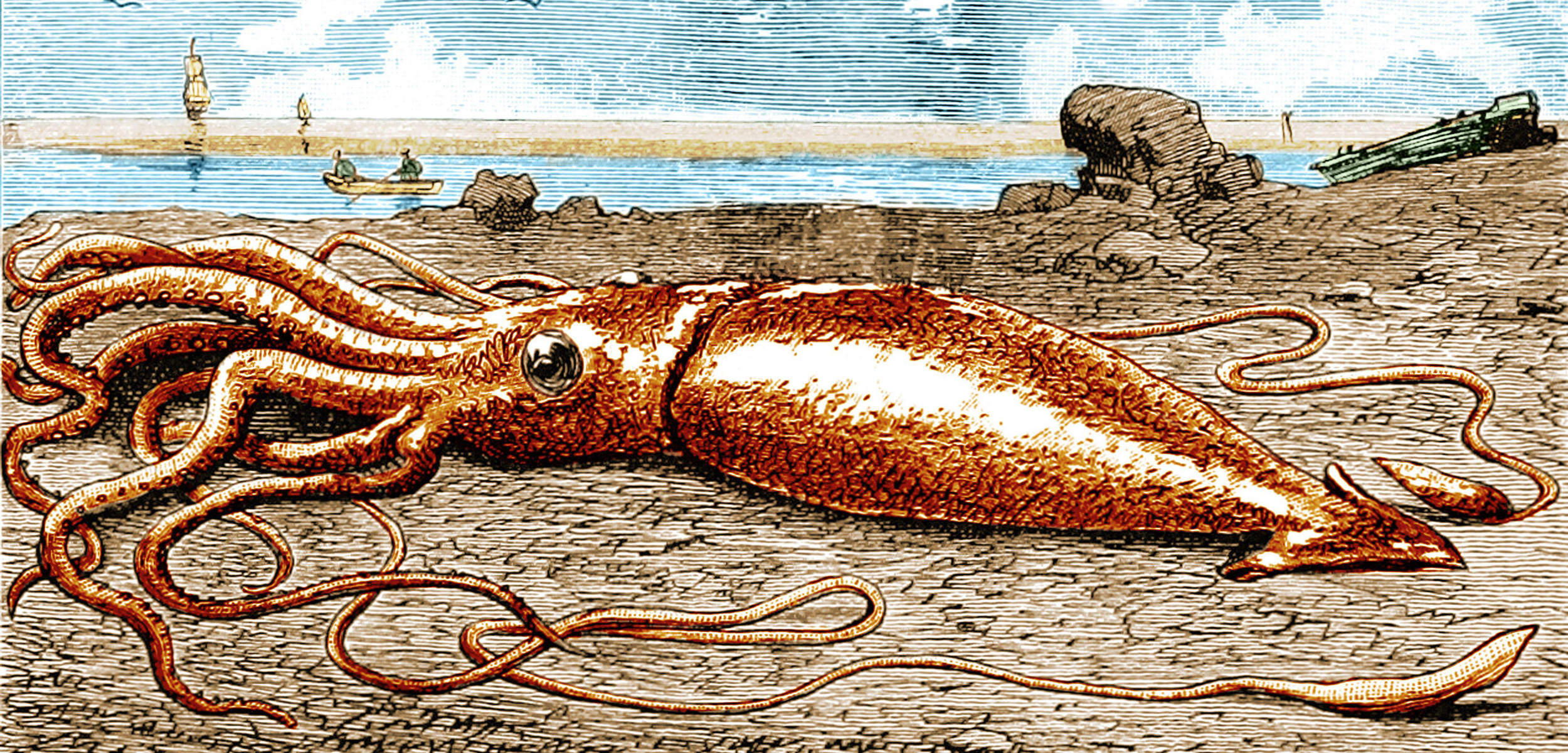 illustration of a giant squid