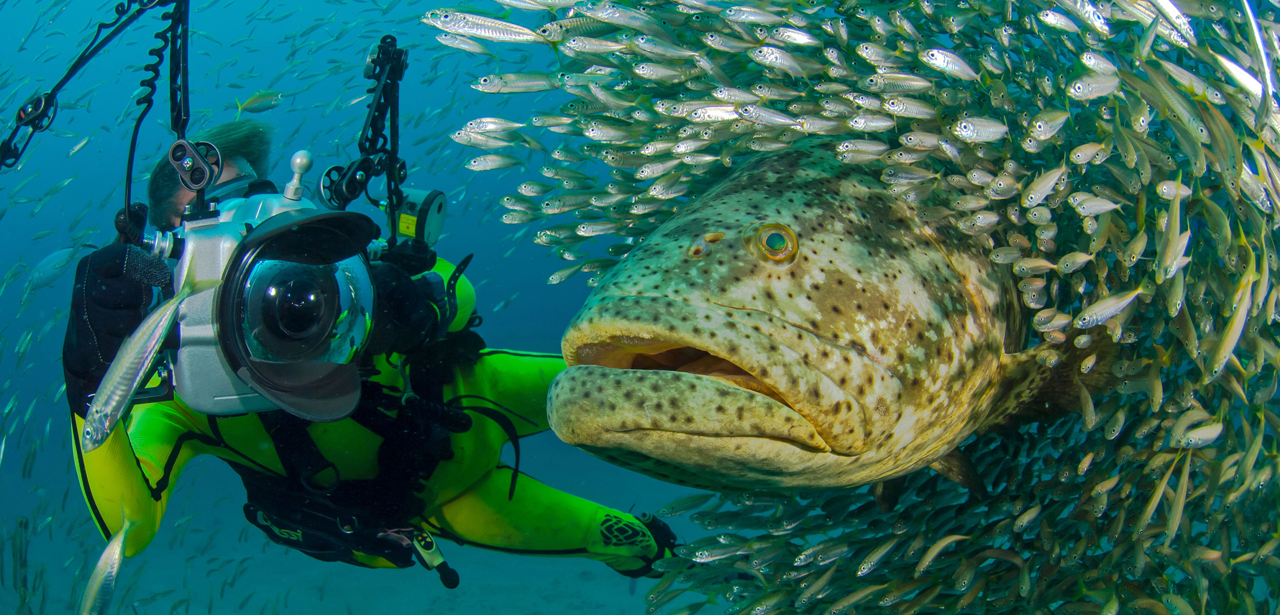 goliath grouper and diver