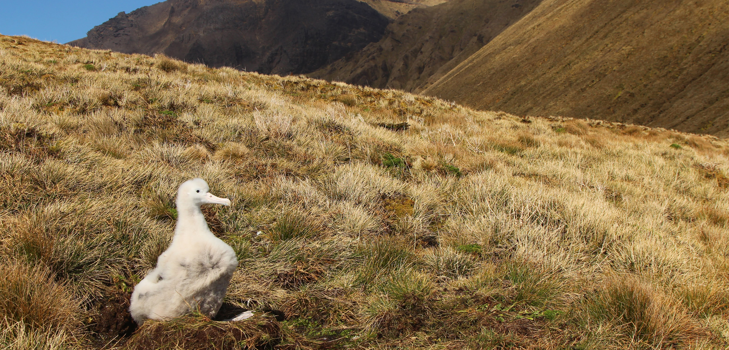 A fluffy white albatross chick sits in the bottom left corner in yellow dry grass with dark brown mountains in the background