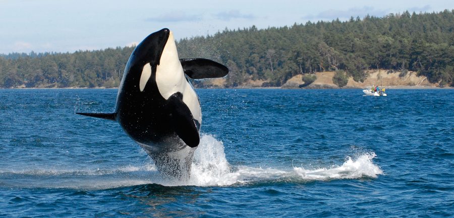 Southern resident killer whale jumping
