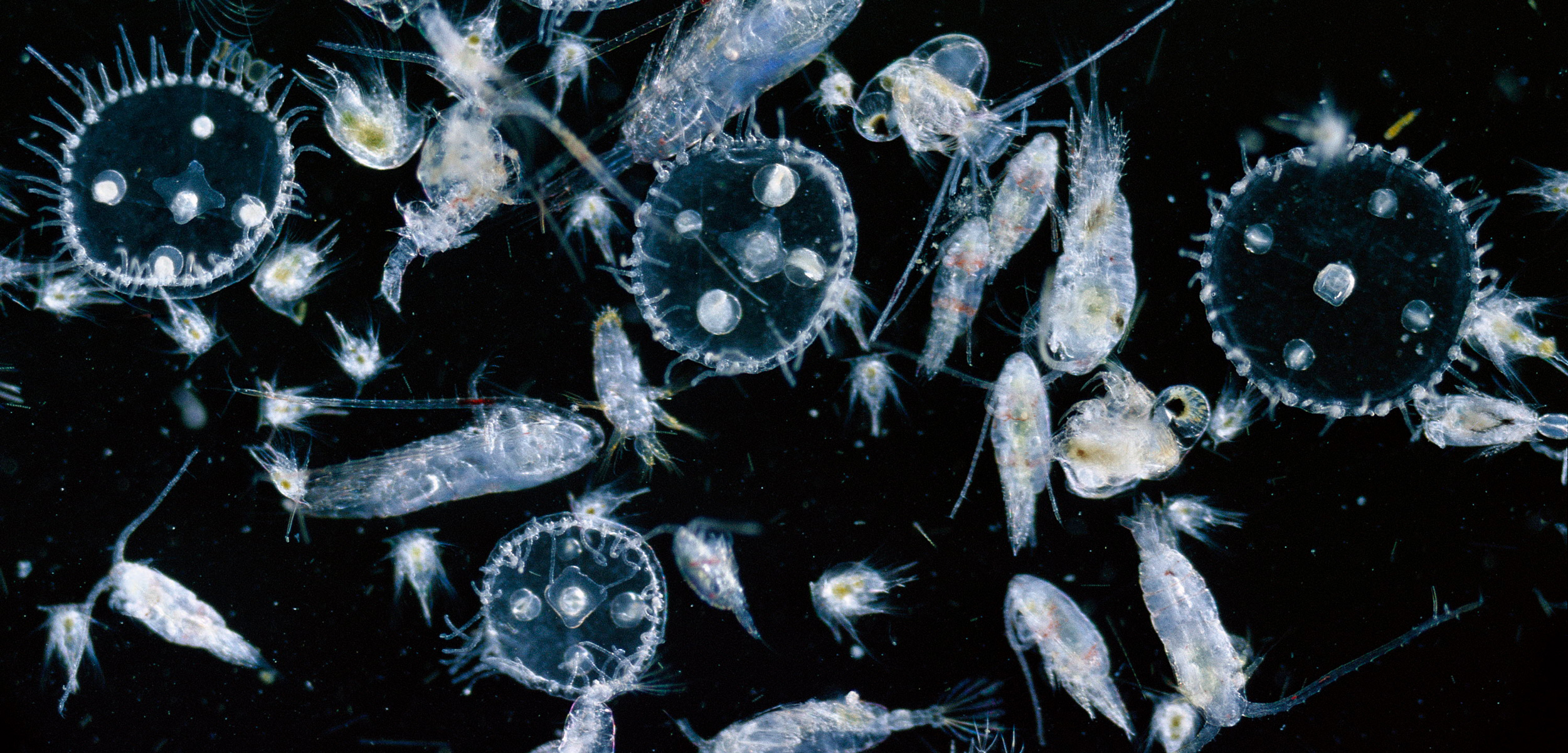 marine plankton