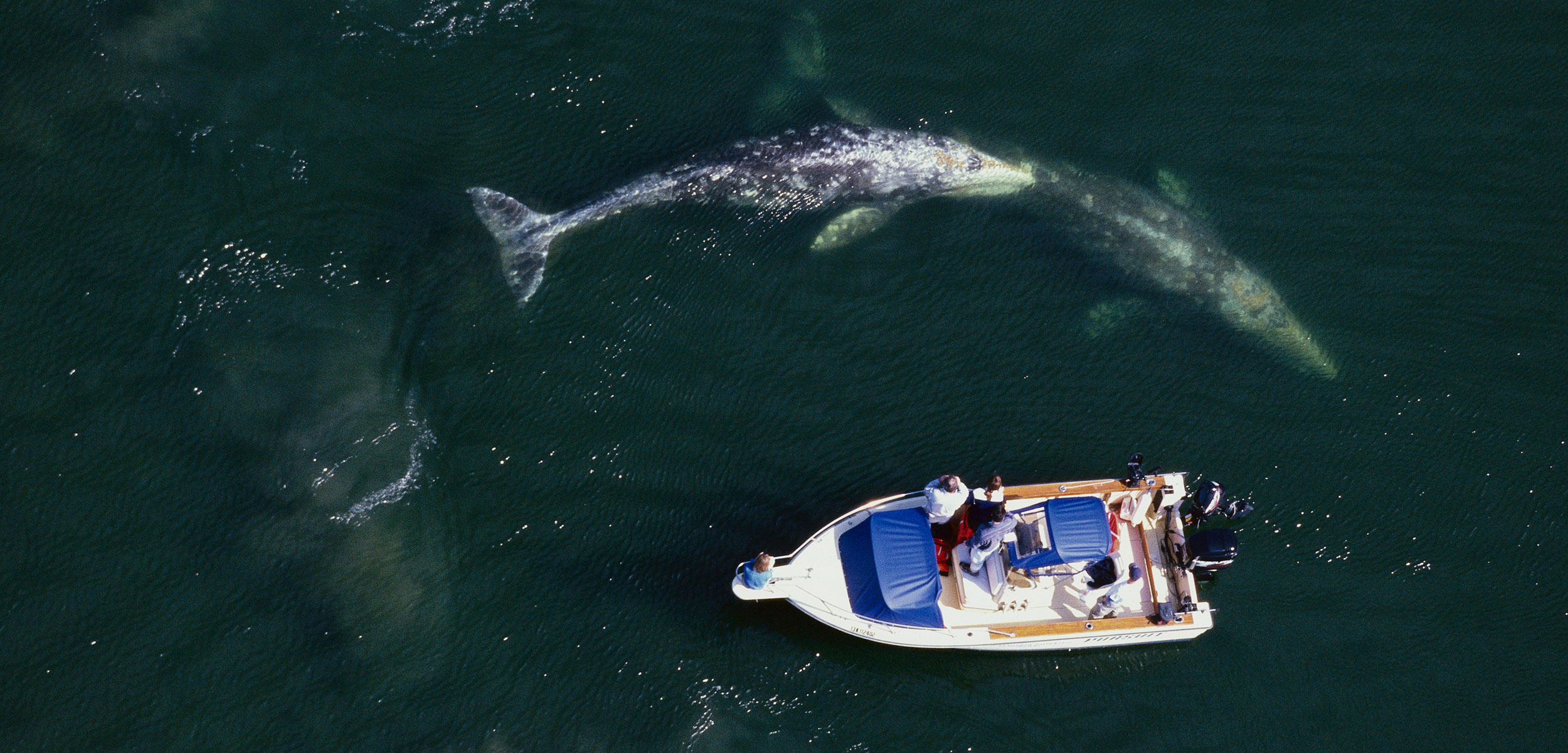 aerial photo of a boat and gray whales