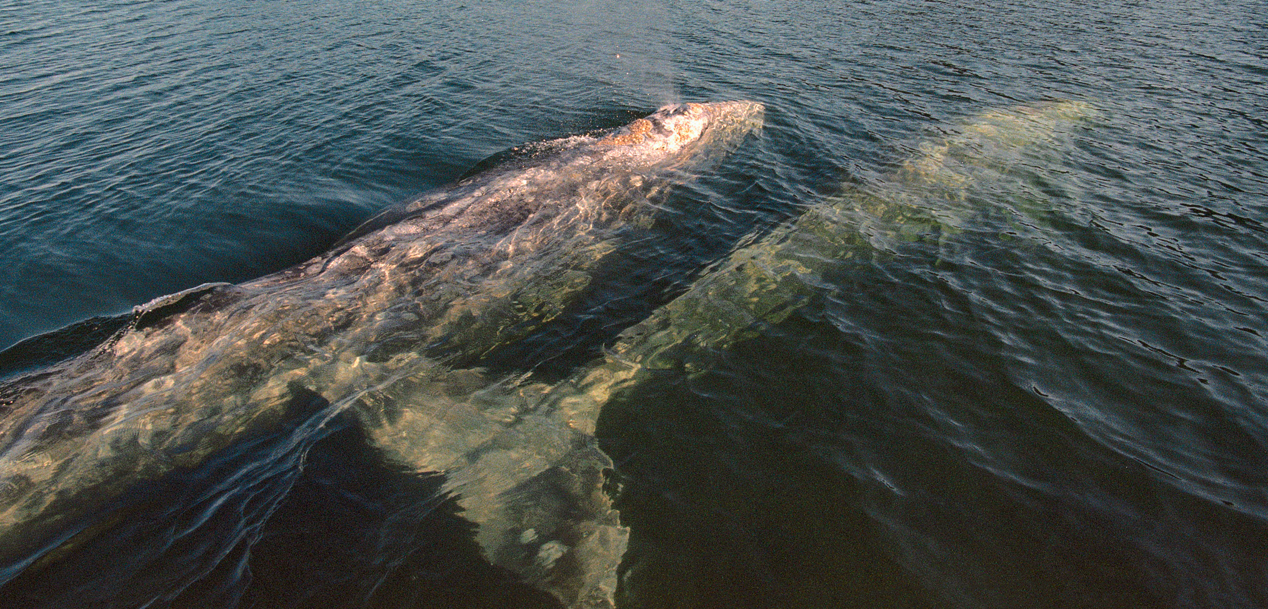 pair of gray whales
