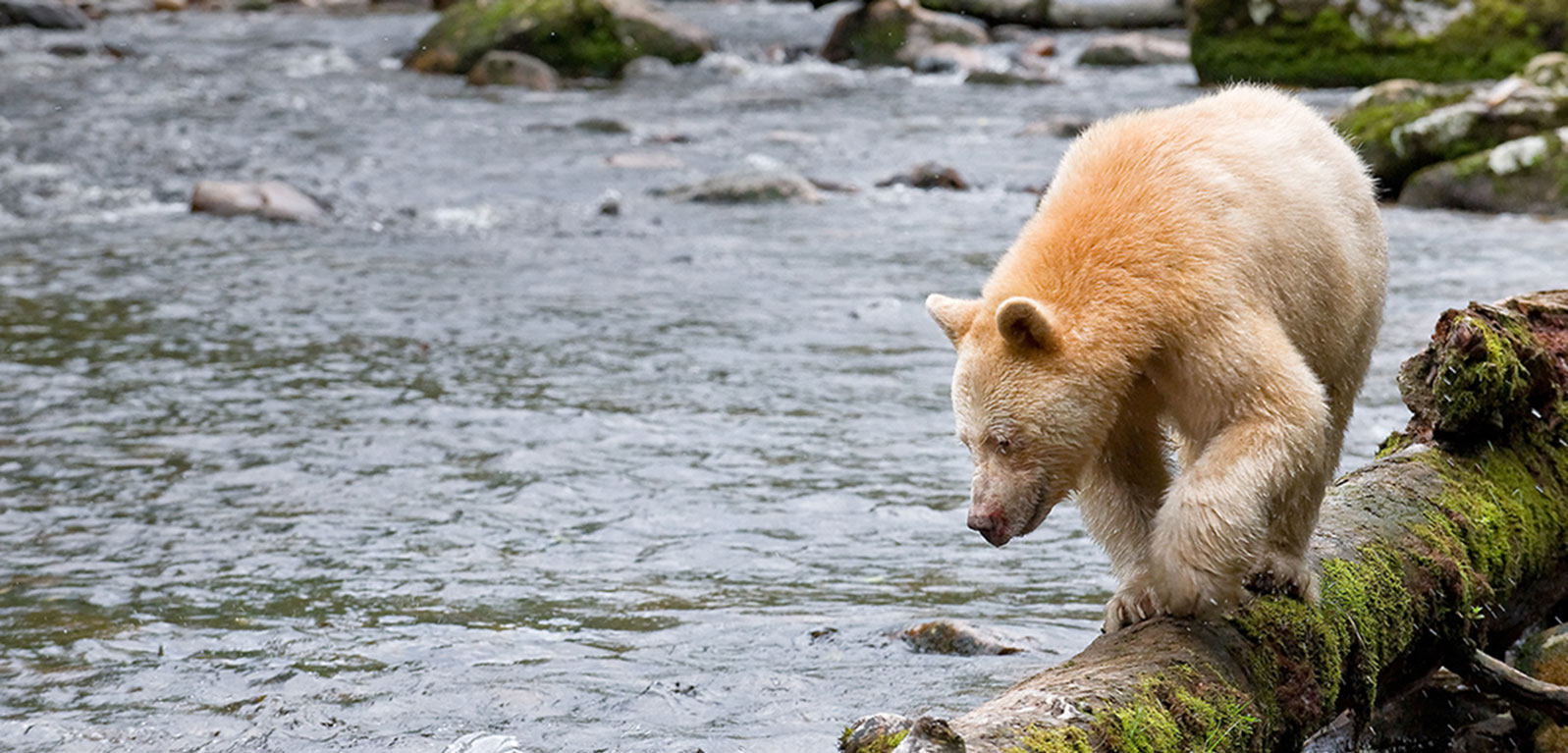 spirit bear in the Great Bear Rainforest