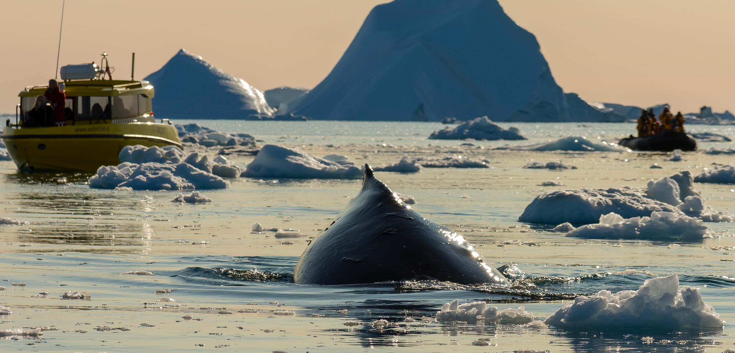 Whale watching in Greenland