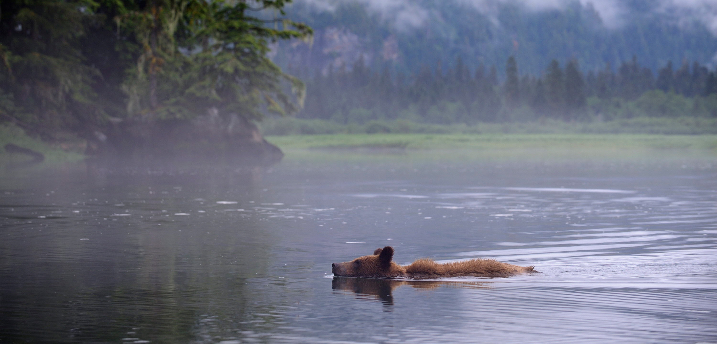Juvenile Grizzly bear swimming