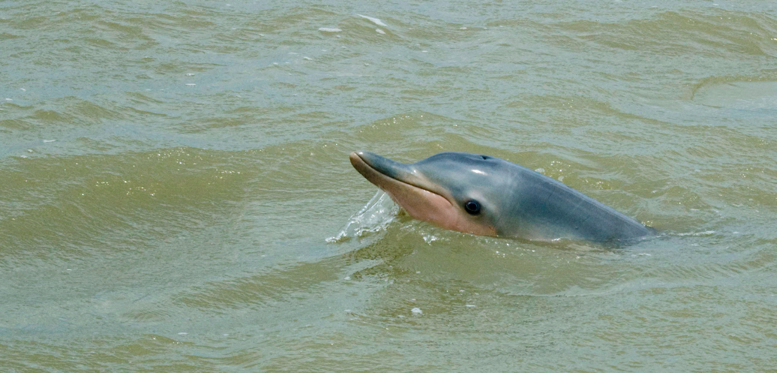 Wild Guiana Dolphin, Costero (Sotalia guianensis)