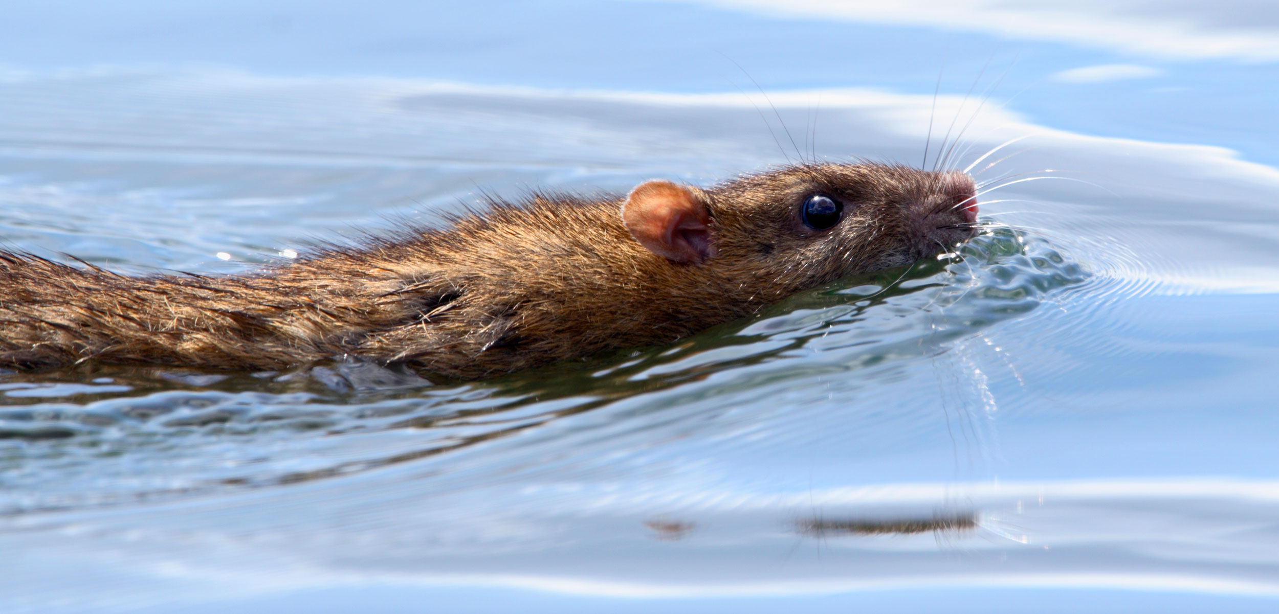 brown rat swimming