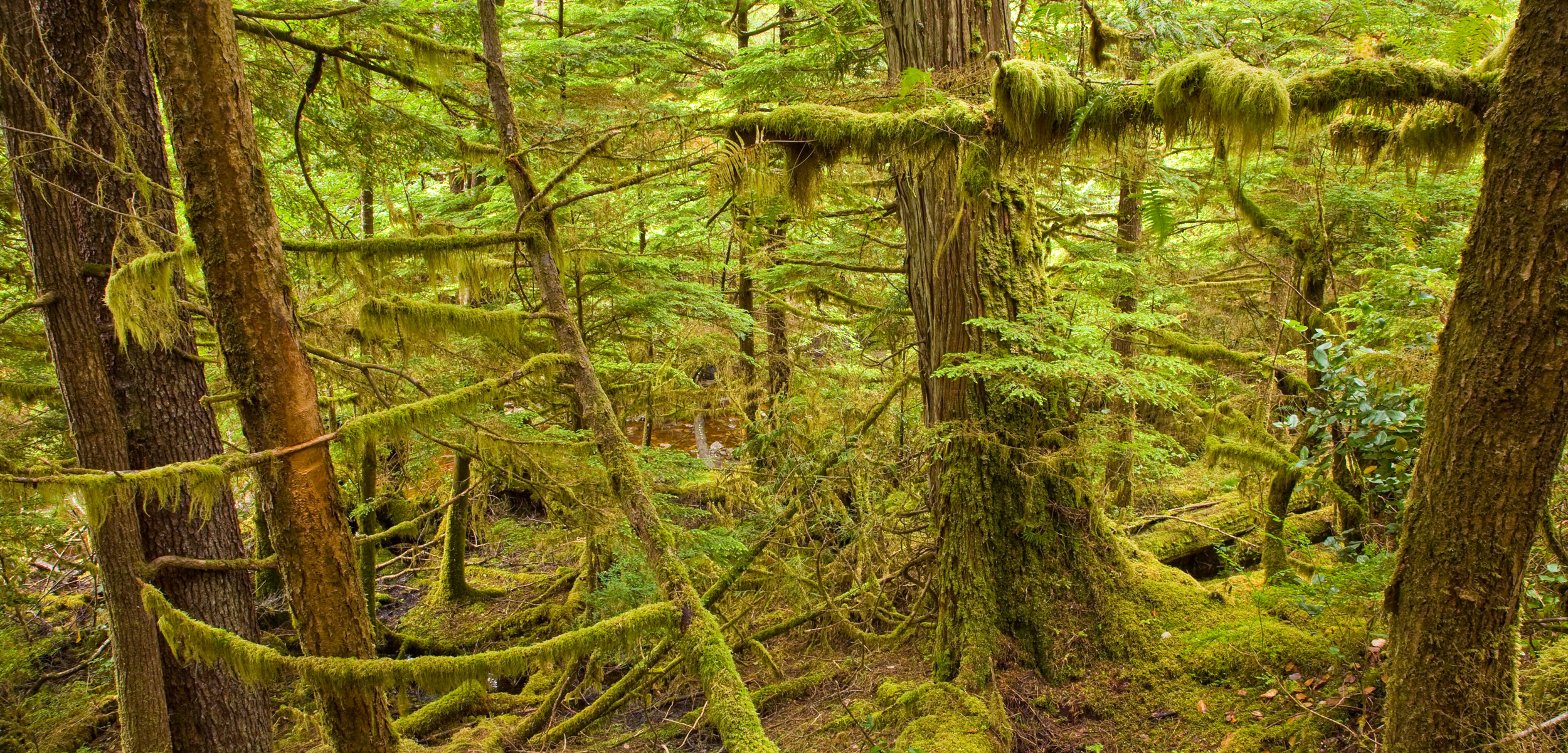 Moresby Island in Gwaii Haanas National Park Reserve