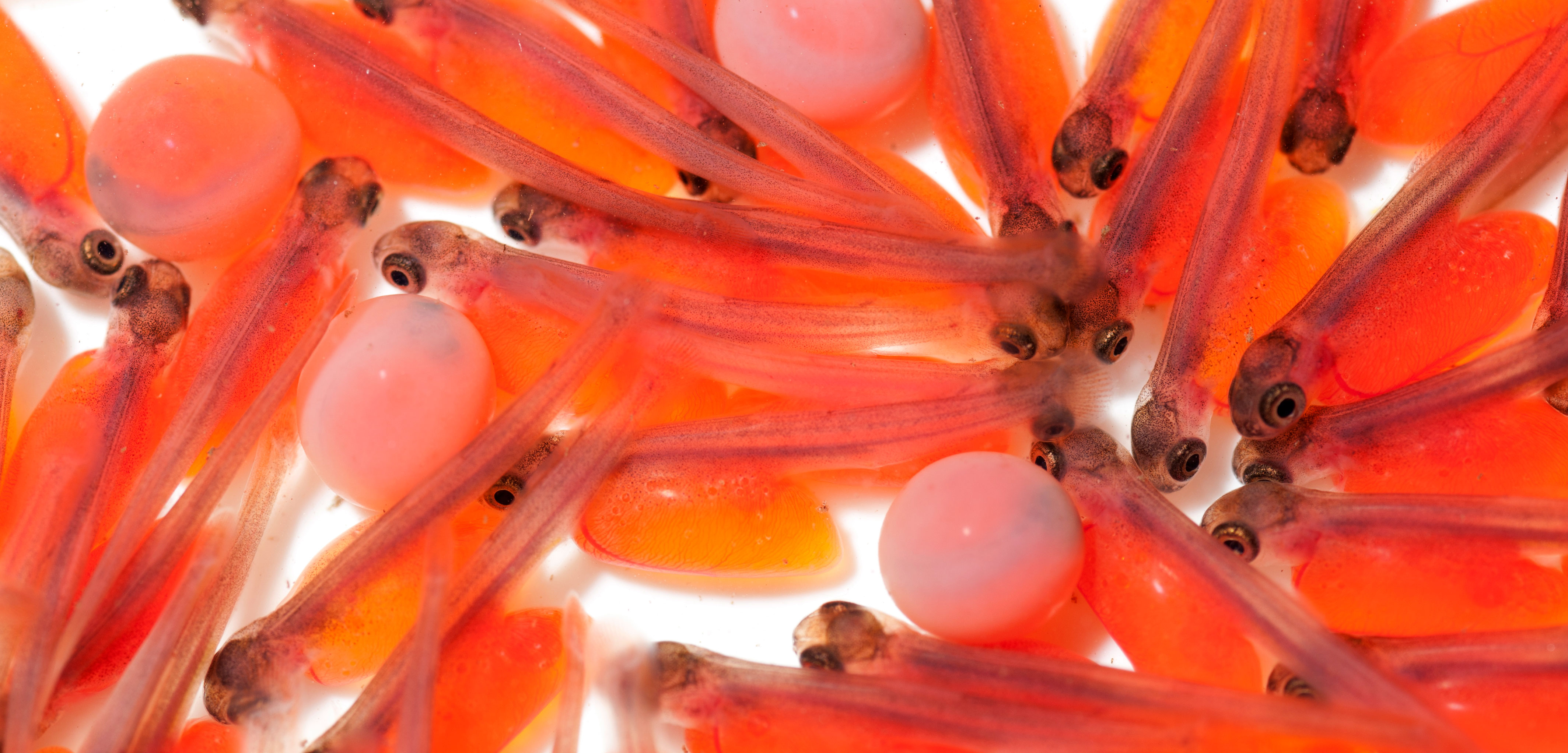 Pink salmon alevins (Oncorhynchus gorbuscha), newly hatched fish with yolk sacs attached