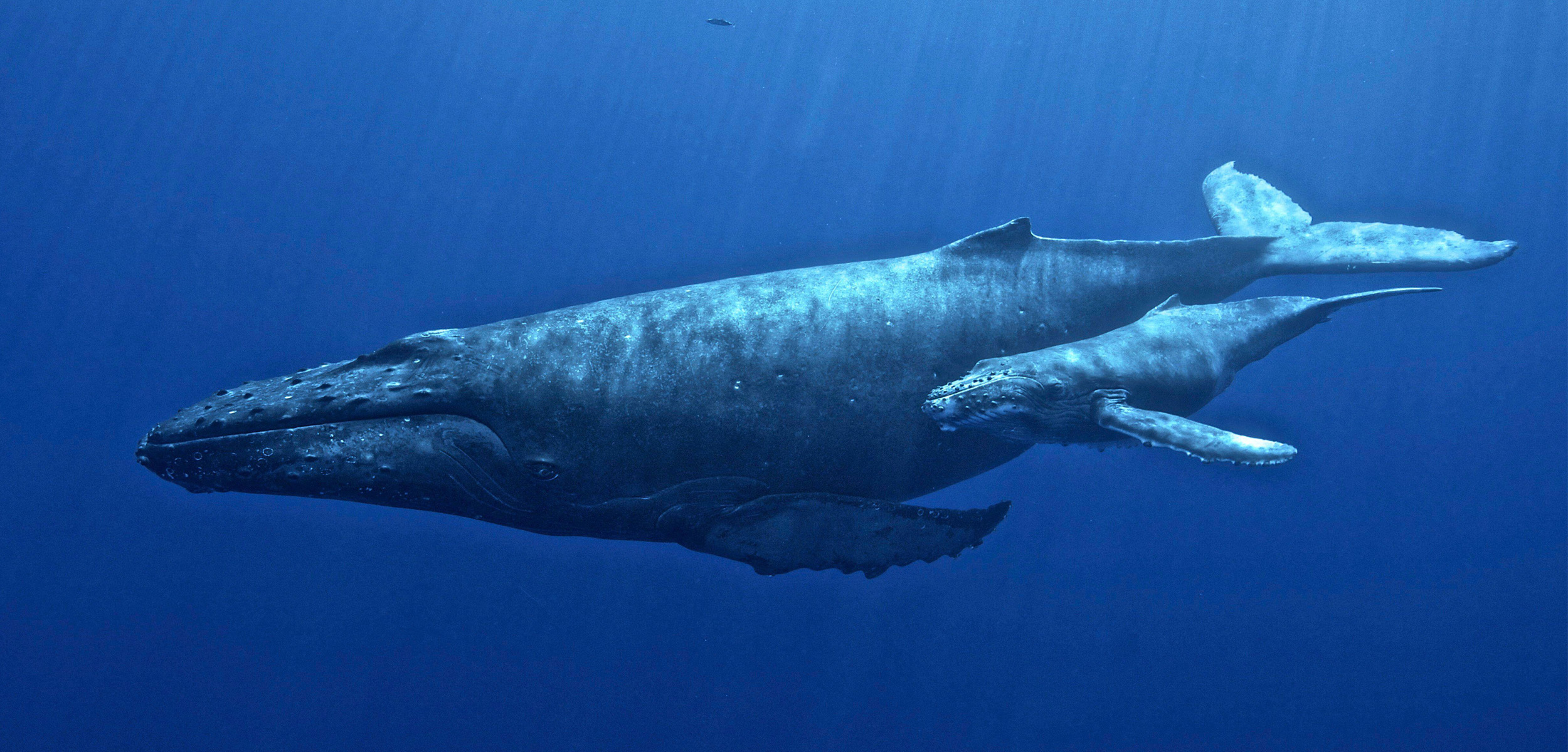 A large whale is flanked by a smaller calf set against a deep blue background with the sun streaming in from the sky above the water