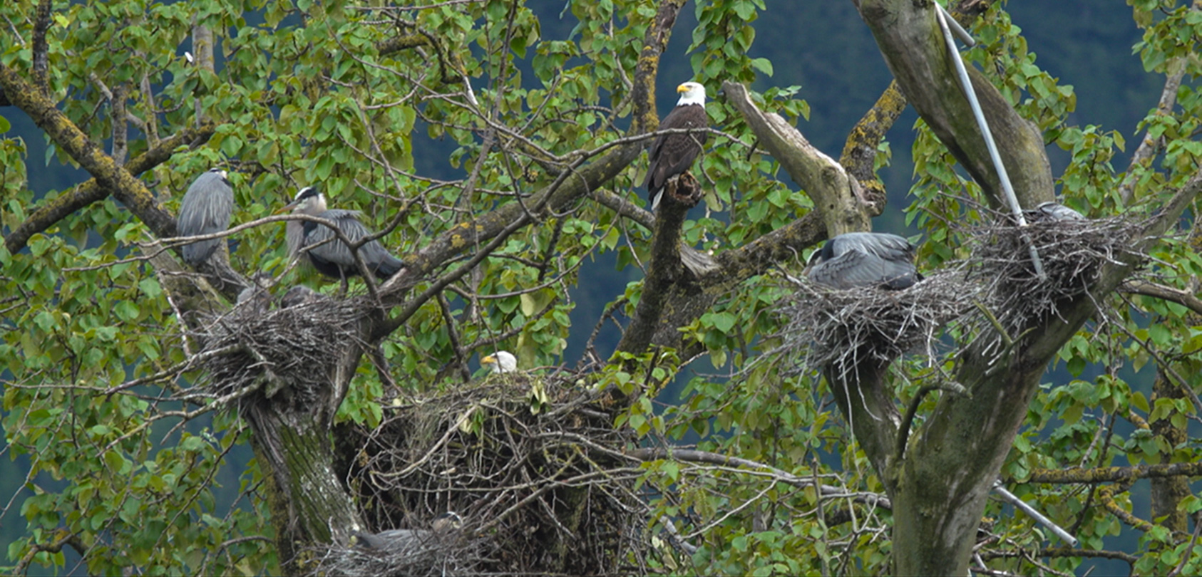 eagle and heron nests beside each other