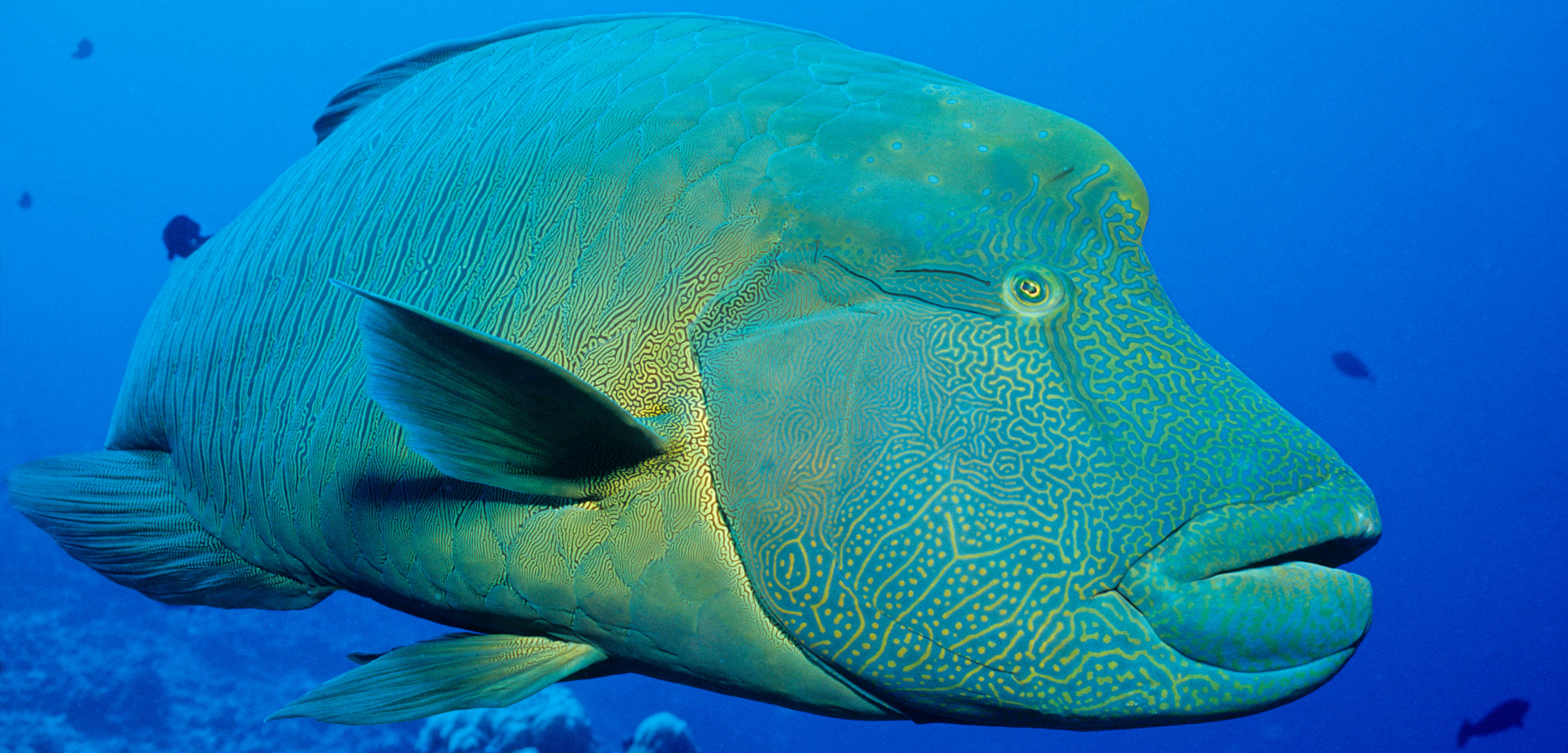 The Napoleon wrasse is a large reef fish from the Indo-Pacific region that’s prized as a high-status seafood dish in Hong Kong and Mainland China. Photo by WaterFrame/Alamy Stock Photo