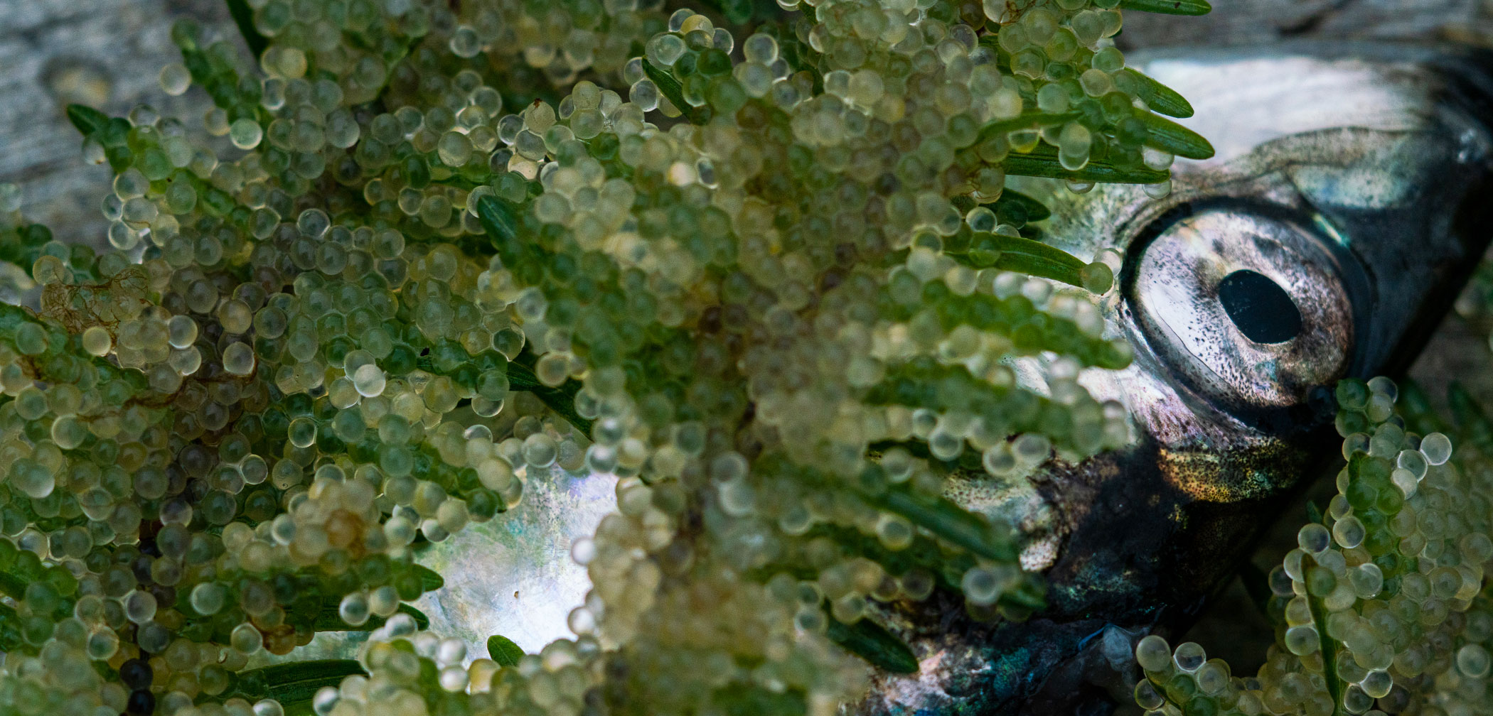 closeup of a herring with roe-covered boughs lying on it
