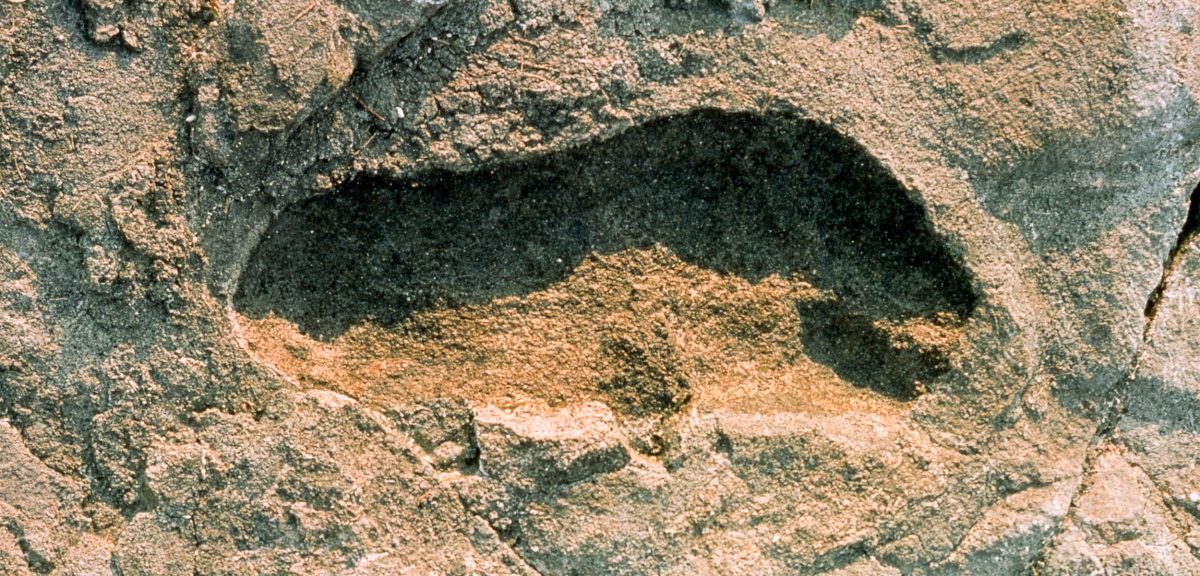 Single hominid footprint from Laetoli, Tanzania