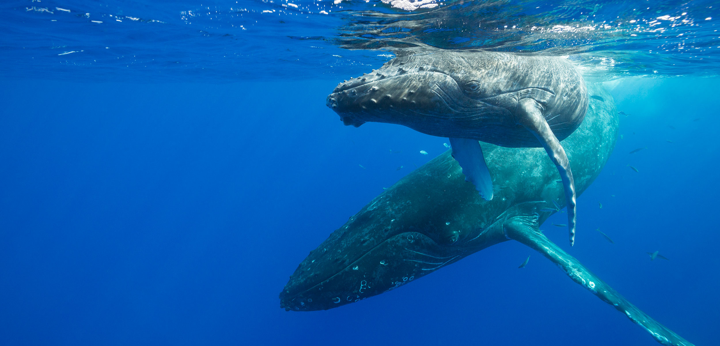 humpback whales, Hawaii