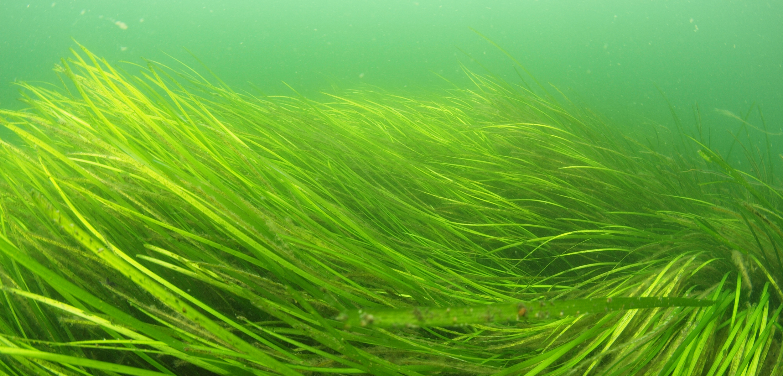 An undersea shot of a green ocean bottom filled with green eelgrass as far as the eye can see.