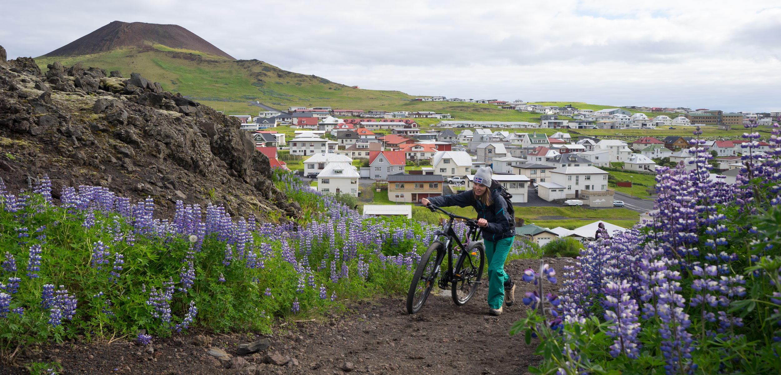 An icelandic woman pushes her bike up a hill surrounded by lupine