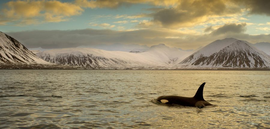 killer whale in iceland