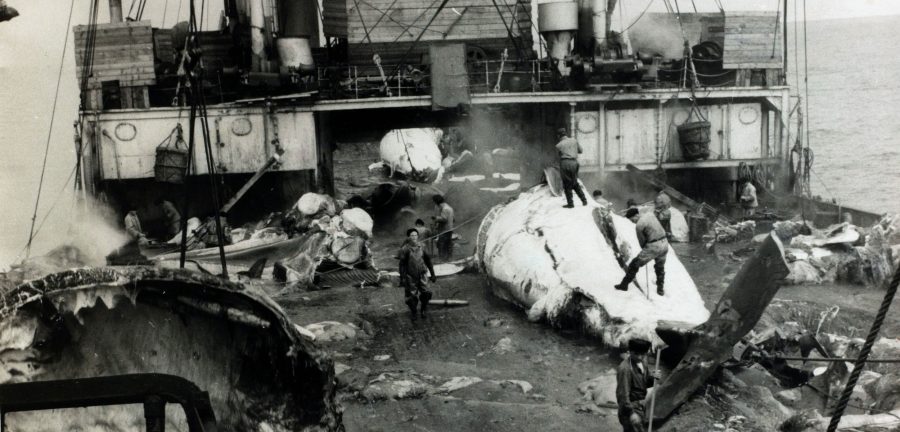 soviet whaling ship