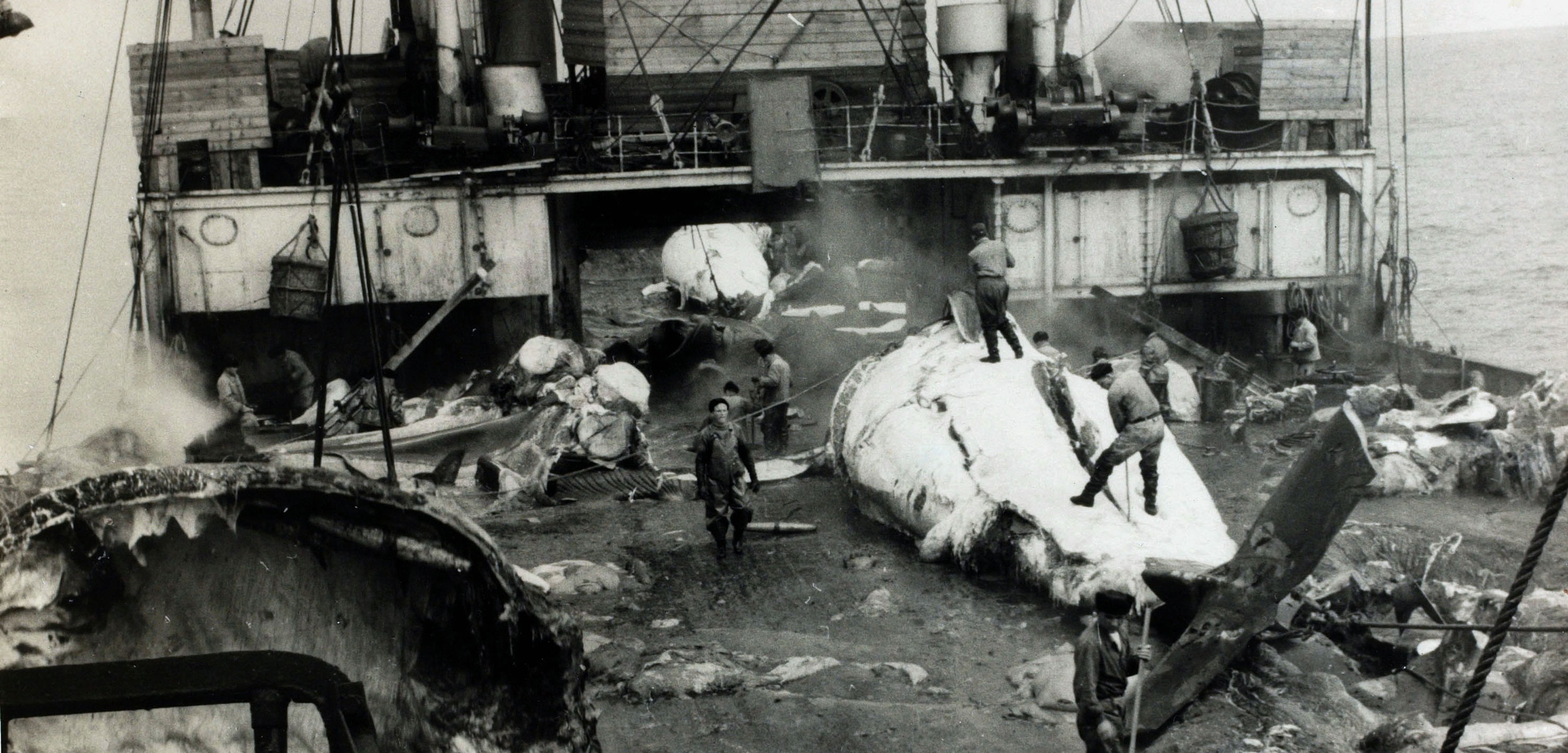 Whales being butchered on the deck of a Soviet whaling ship