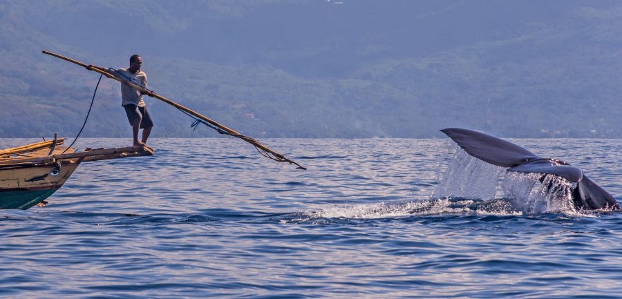 traditional subsistence whale hunt in Indonesia