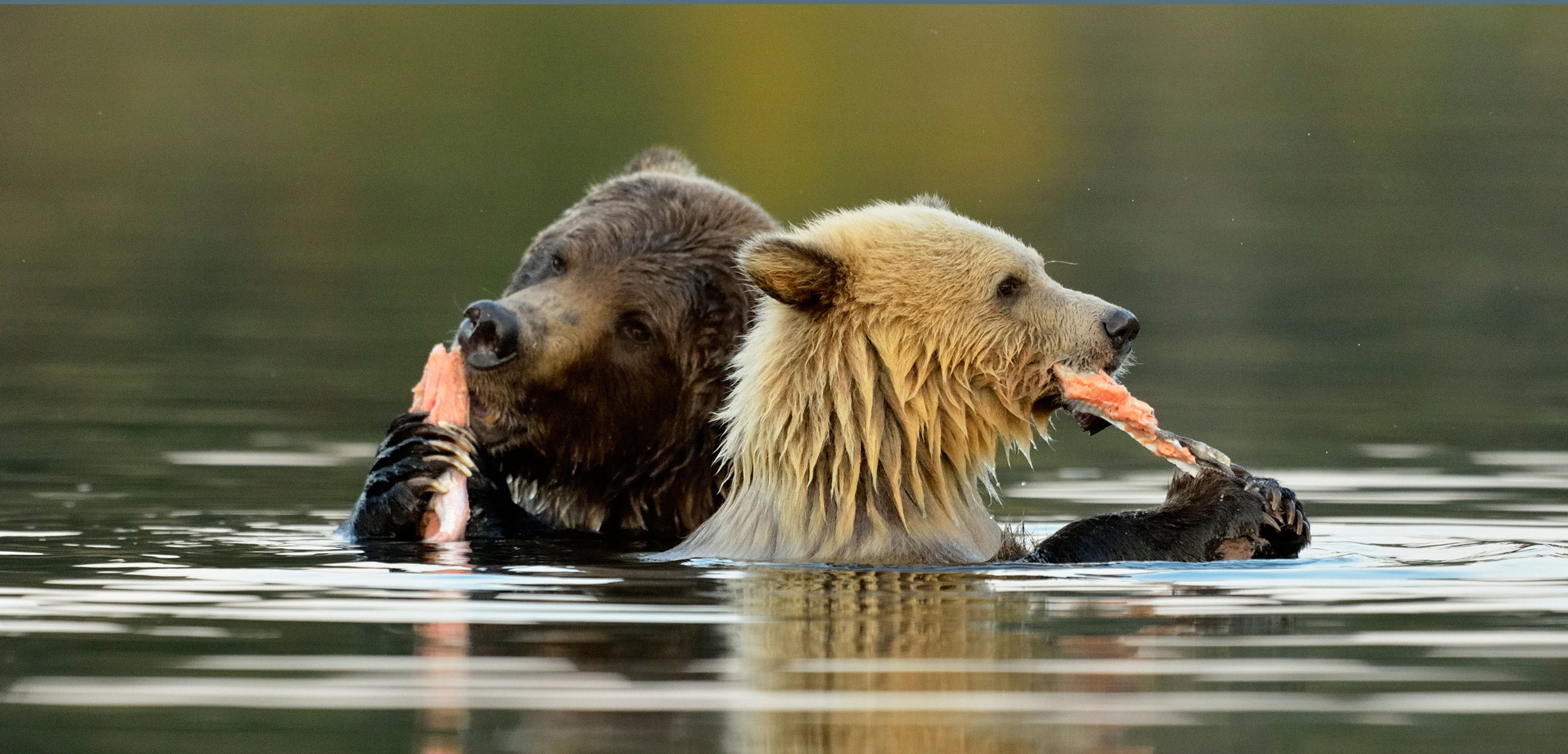 Across coastal British Columbia, and even far inland, bears rely on nutrient- and fat-rich salmon. Don Johnston_WC/Alamy Stock Photo