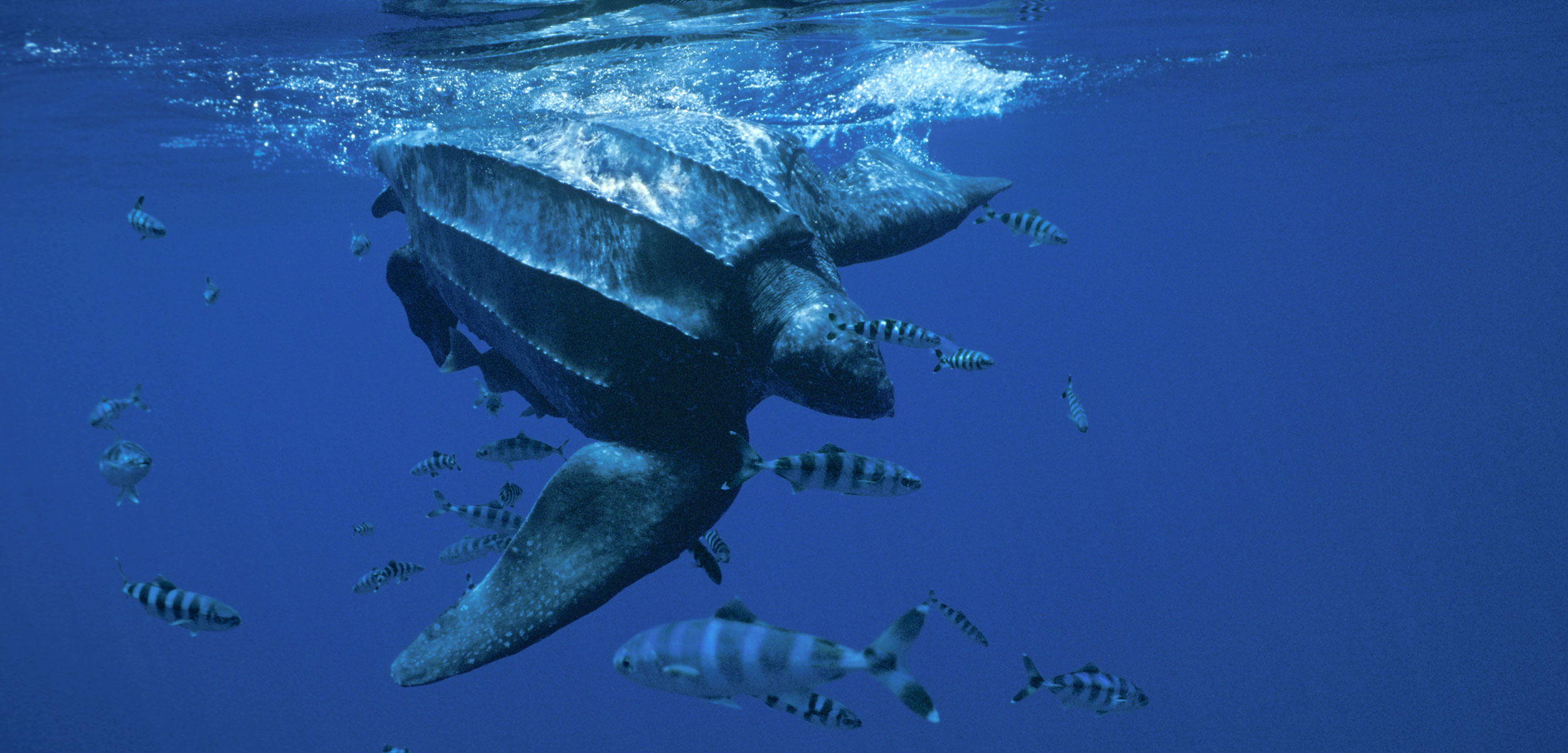 leatherback turtle underwater