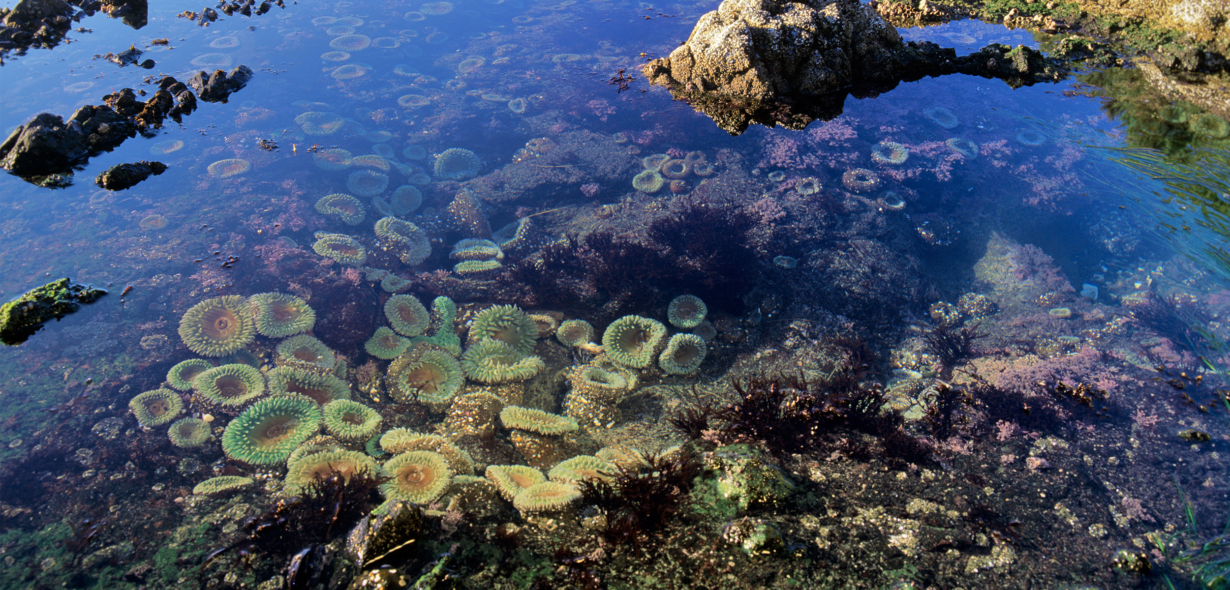 A tide pool sits at the front of the photo the ocean sitting behind with some clifss. The pool is filled with colour anemones and mussels