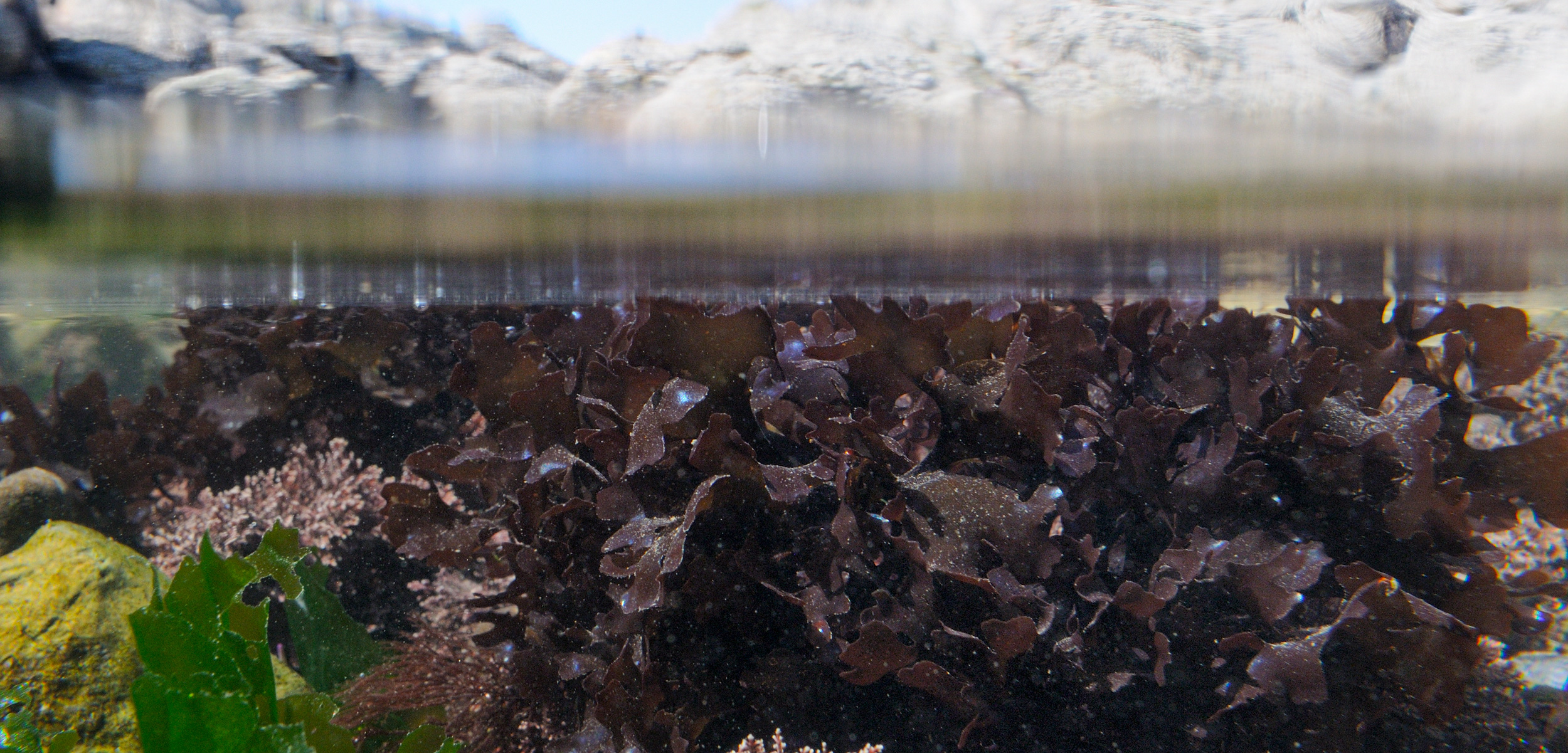 carrageen seaweed in a tidepool