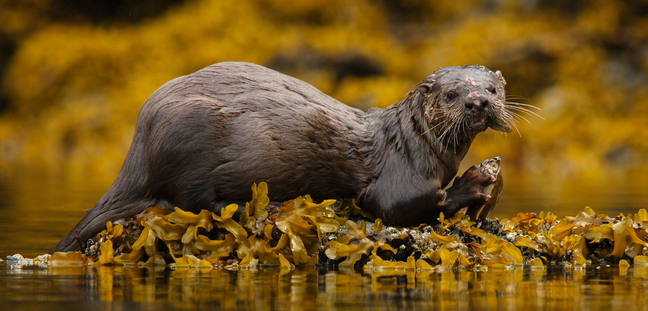 river otter eating crab