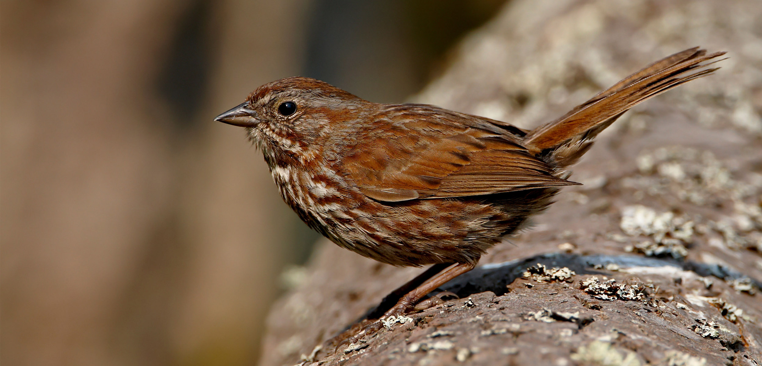 A plump warm brown sparrow sits atop a rock covered in moss facing towards the left of the screen