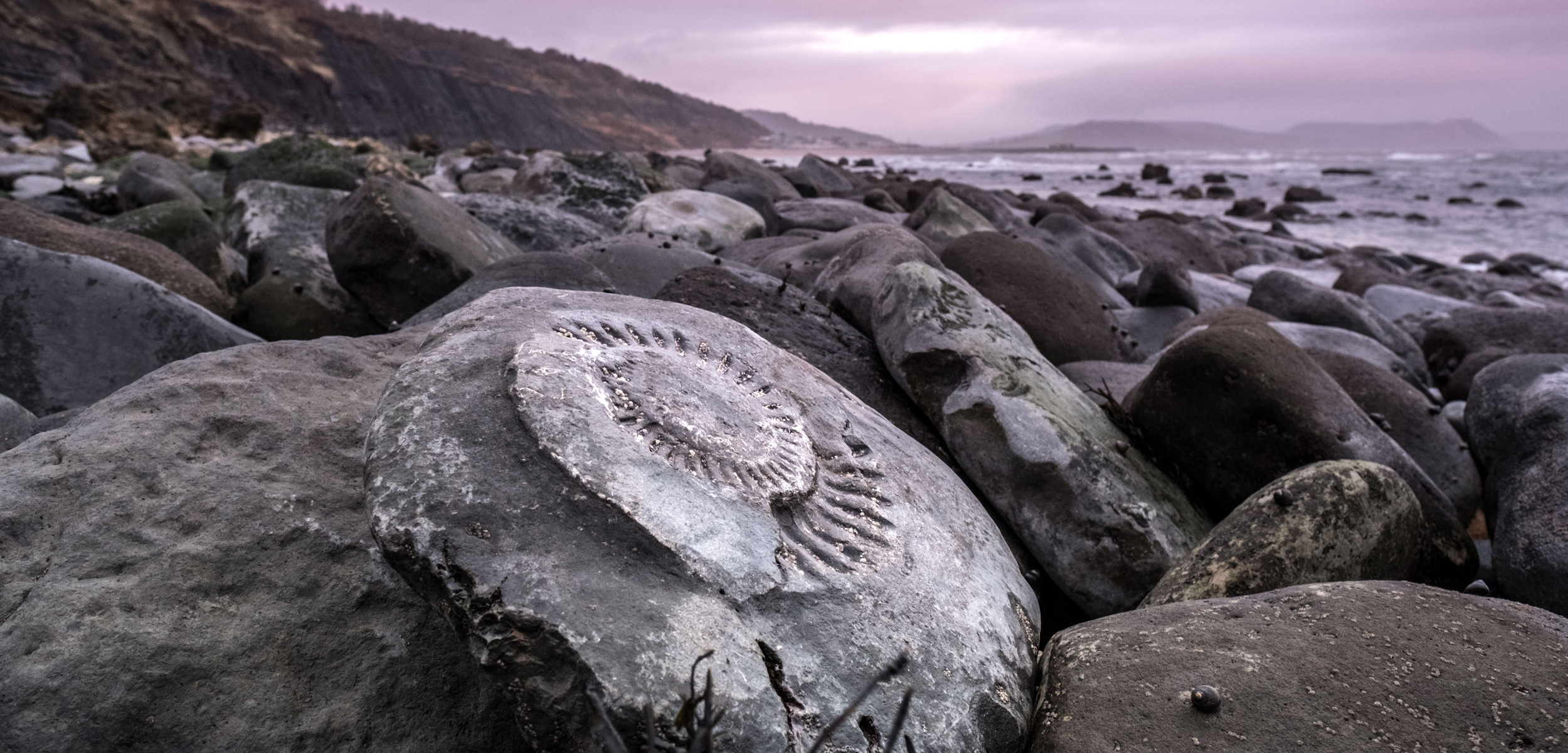 ammonite fossil on beach