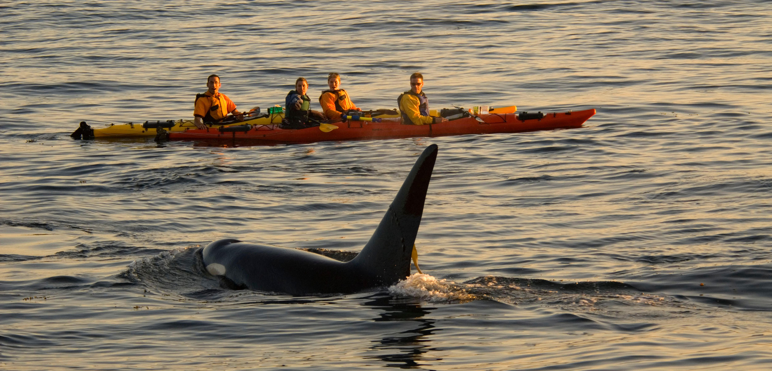 A killer whale surfacing near kayakers in the Salish Sea