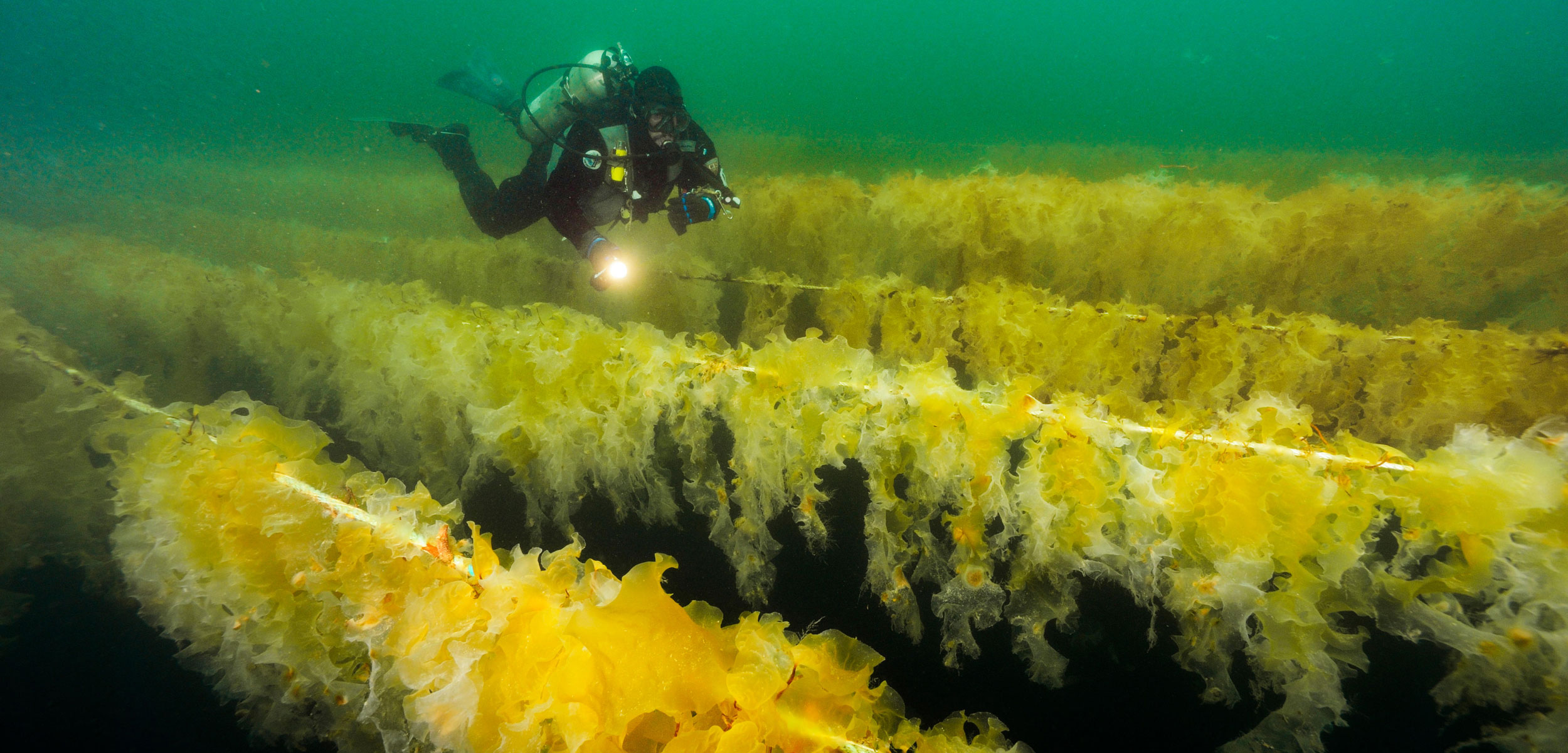diver inspects kelp farm
