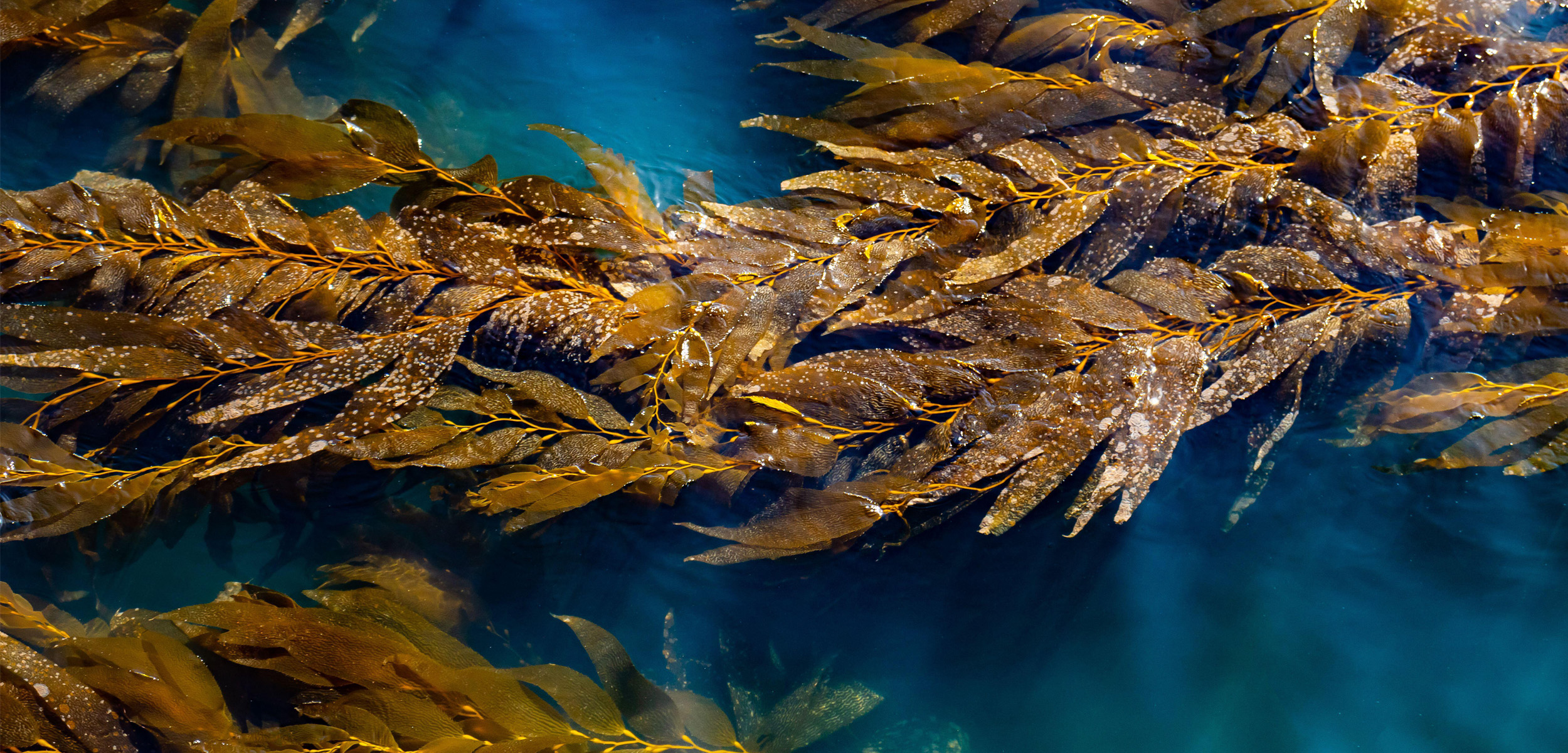 A birds eye view of green and brown mats of kelp on the surface of a calm and blue ocean