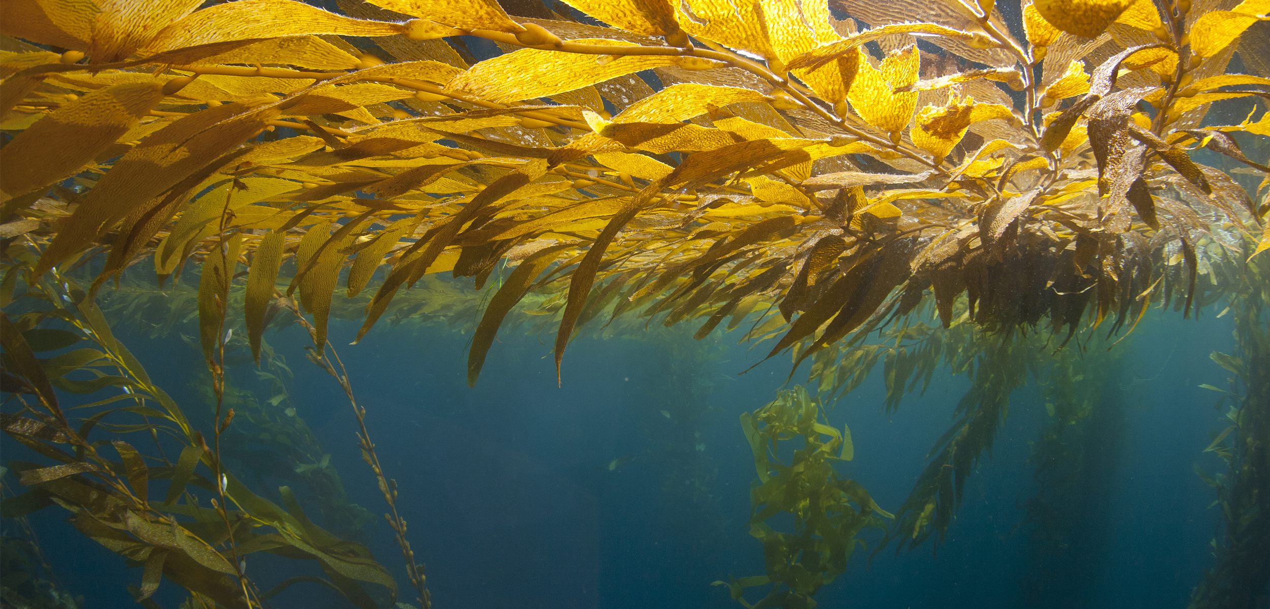 Giant golden kelp sits at the top of the image. The blue ocean sits below with more kelp in the background