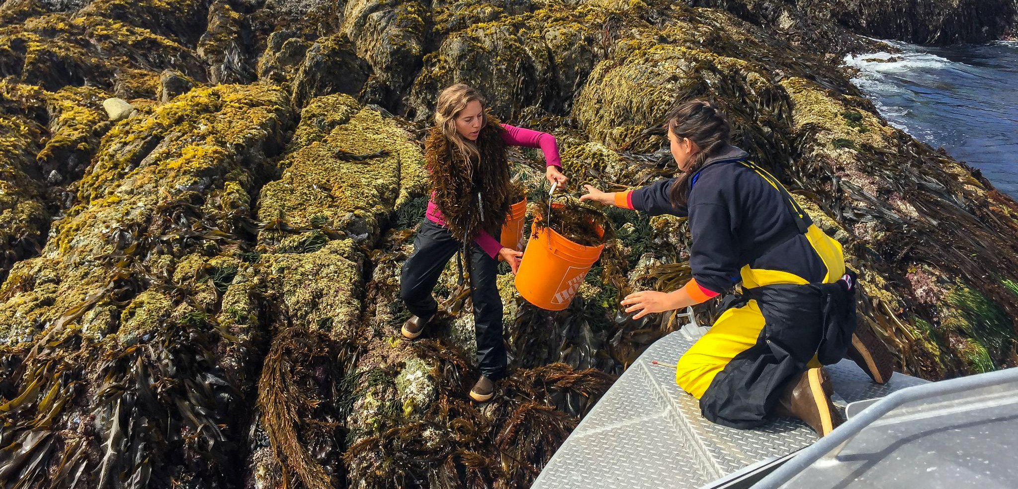 Two women passing a bucket of seaweed to eachother.